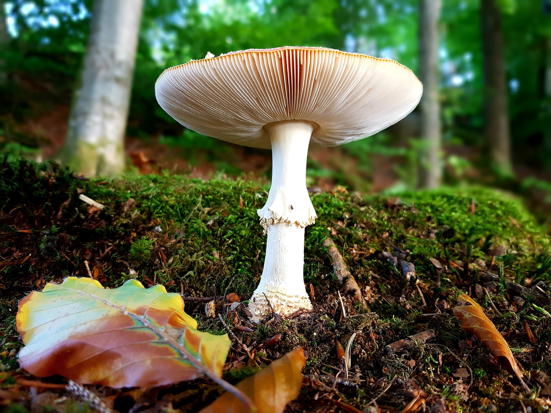 Рыжики грибы фото