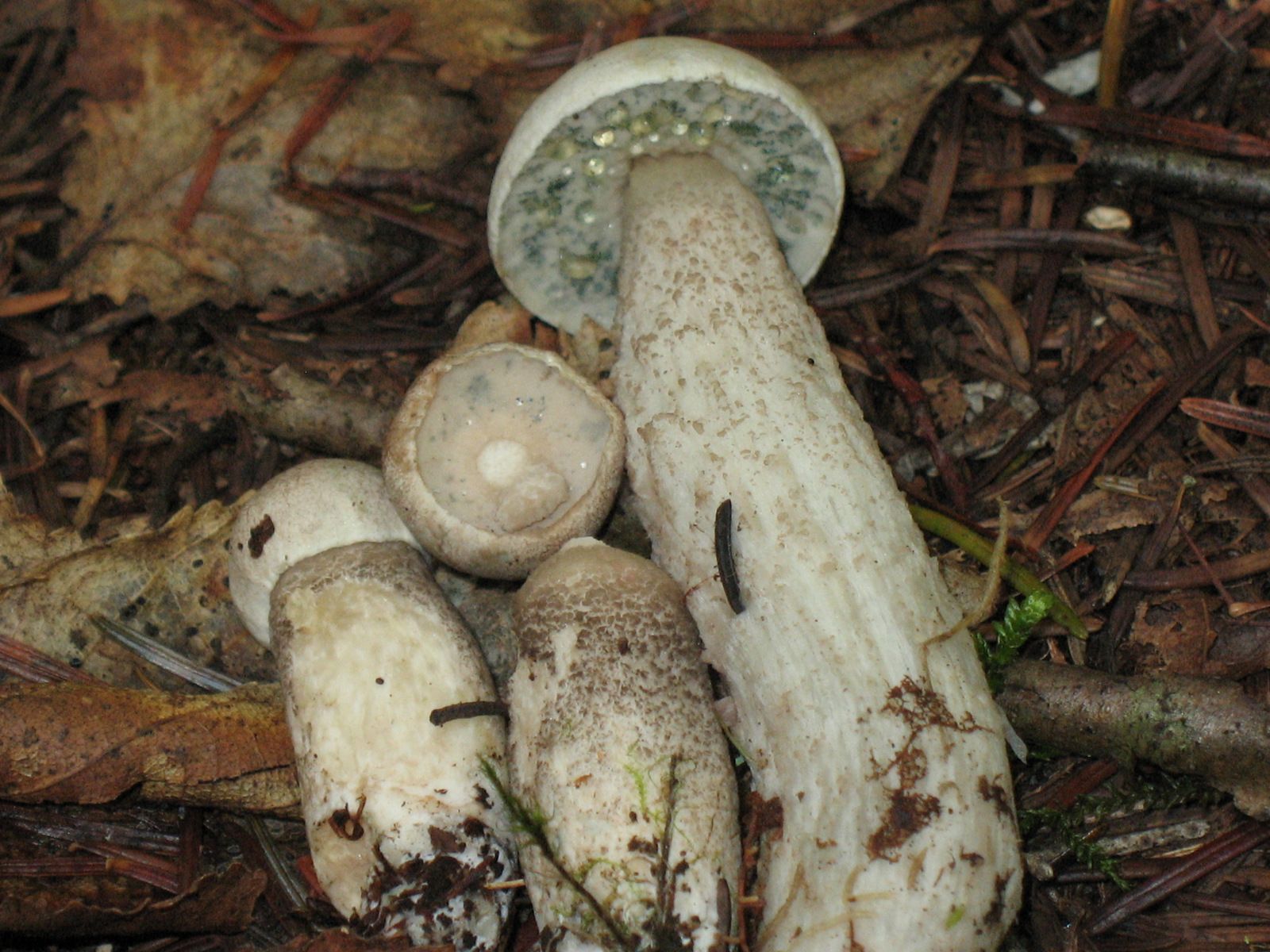 Белый гриб и подосиновик фото