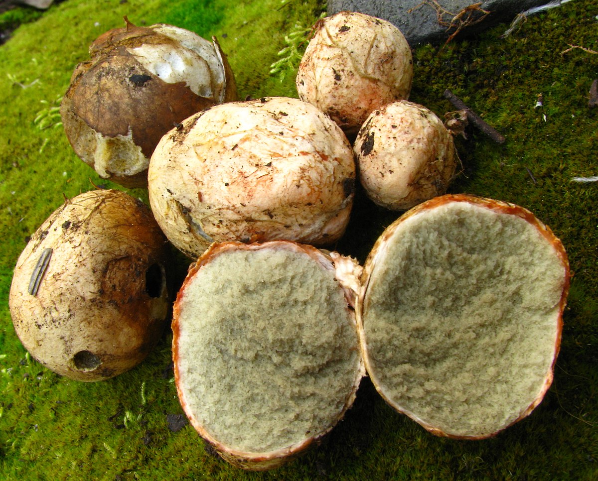 Крымский трюфель гриб фото и описание