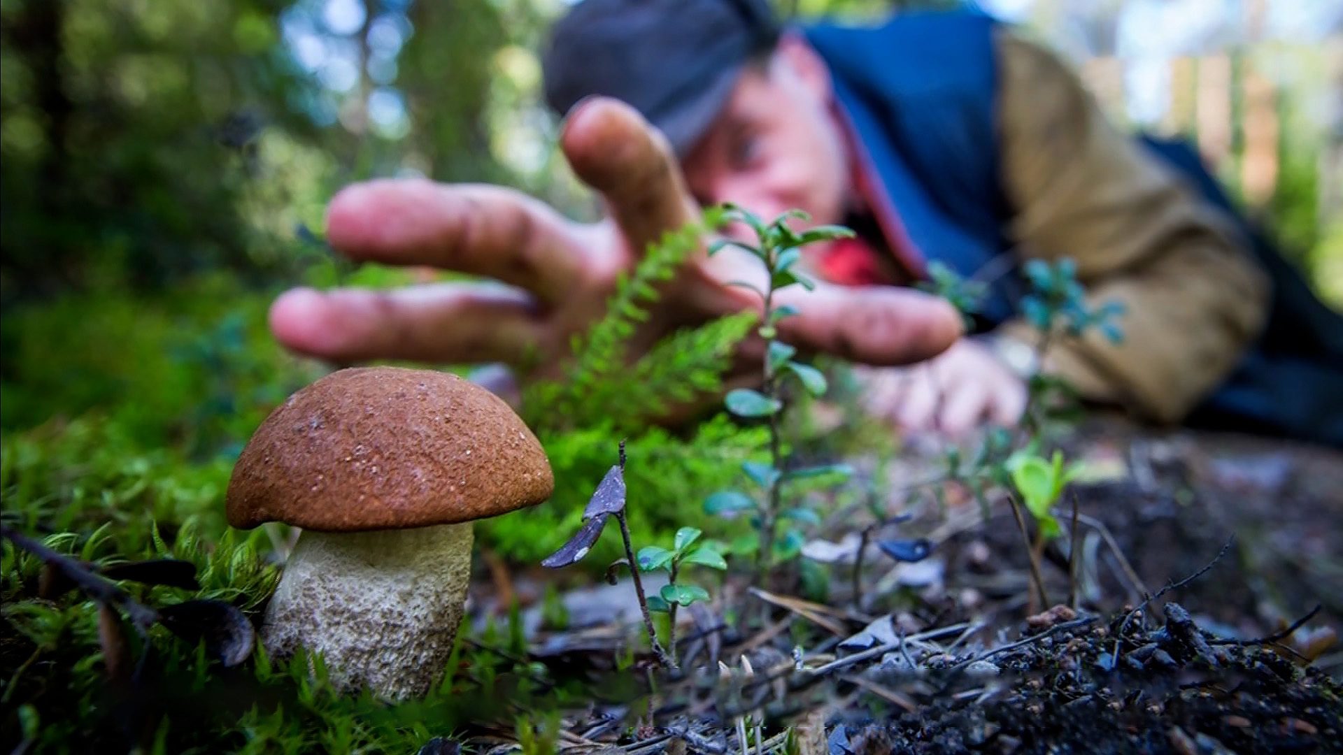 Какие грибы собирают в апреле. Грибы в лесу. Грибники в лесу. Сбор грибов в лесу. Что за гриб.
