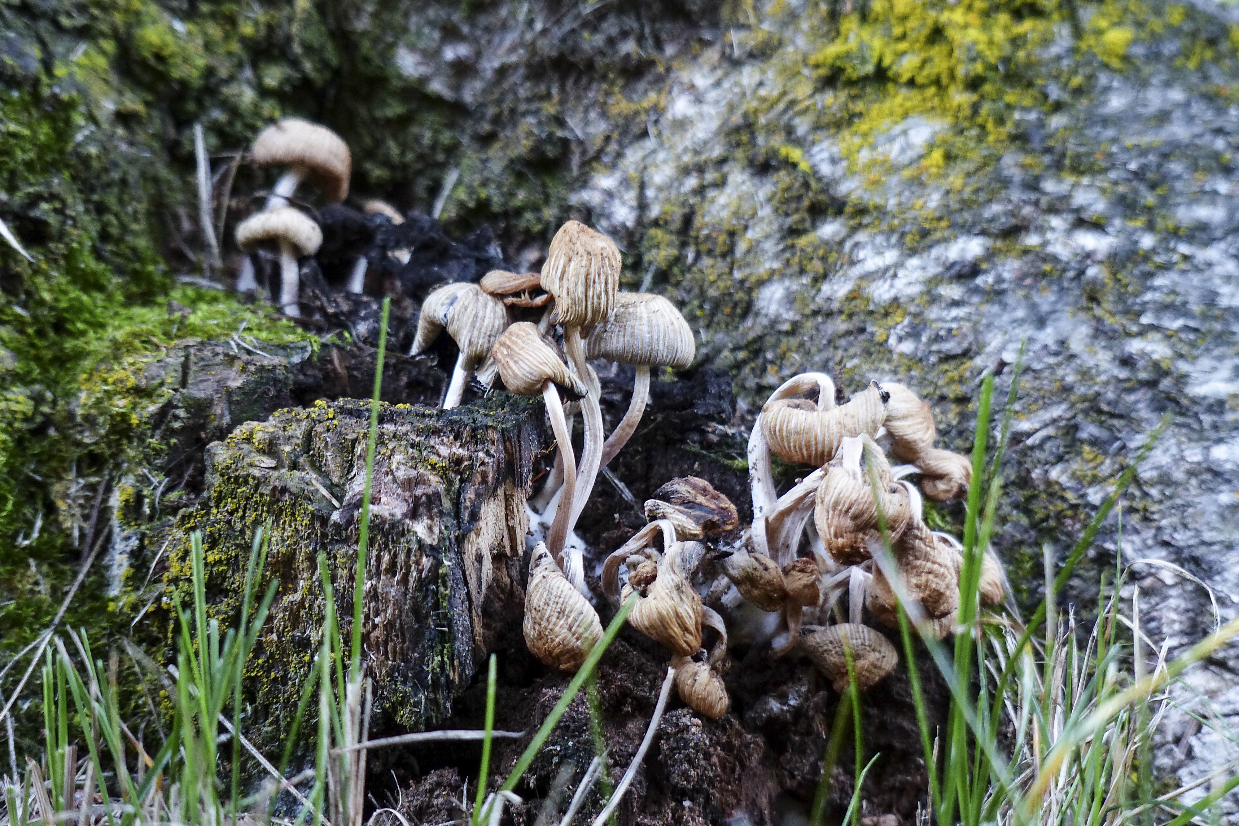 Дикие грибы