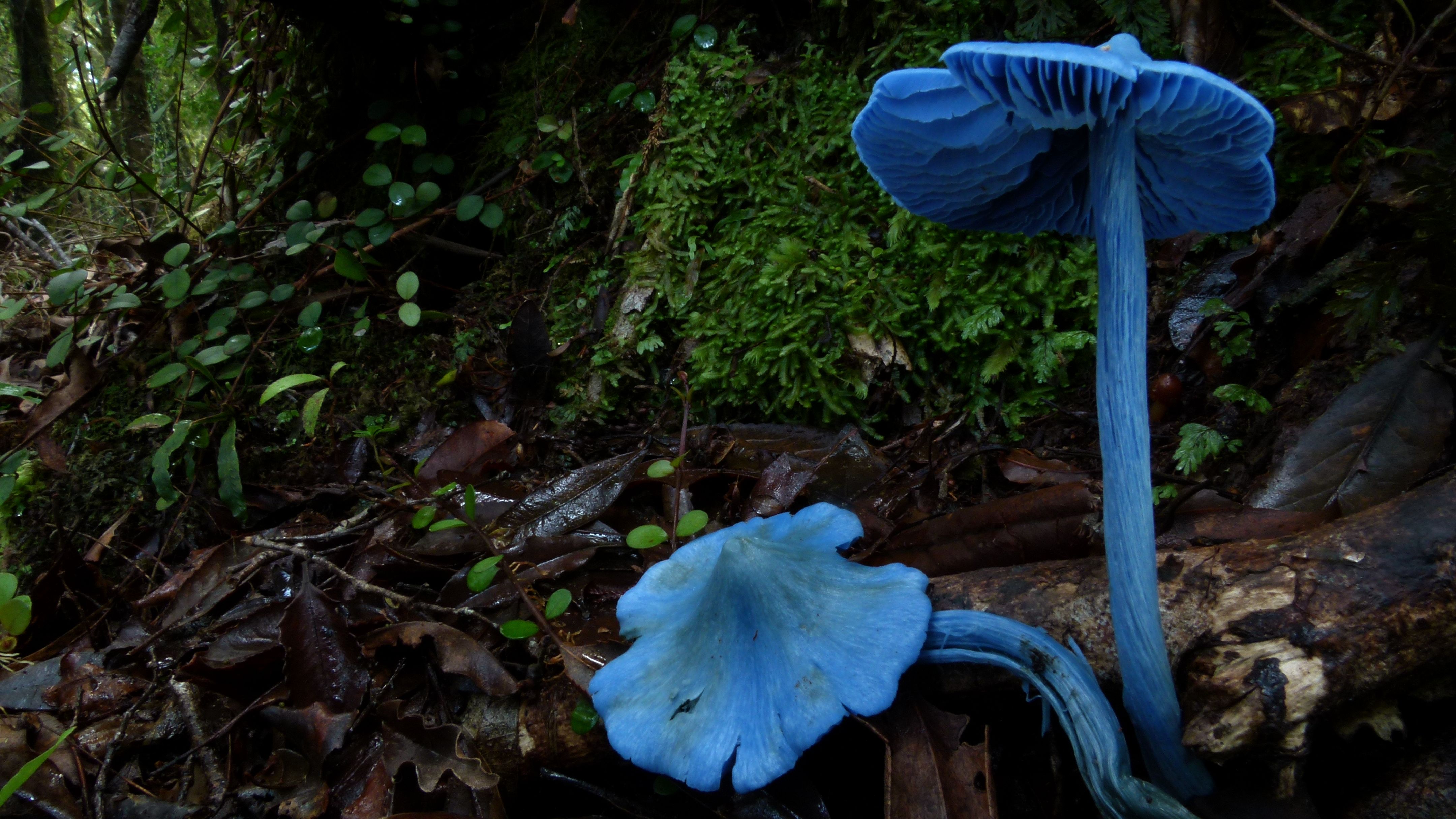 Млечник голубой ядовитый гриб