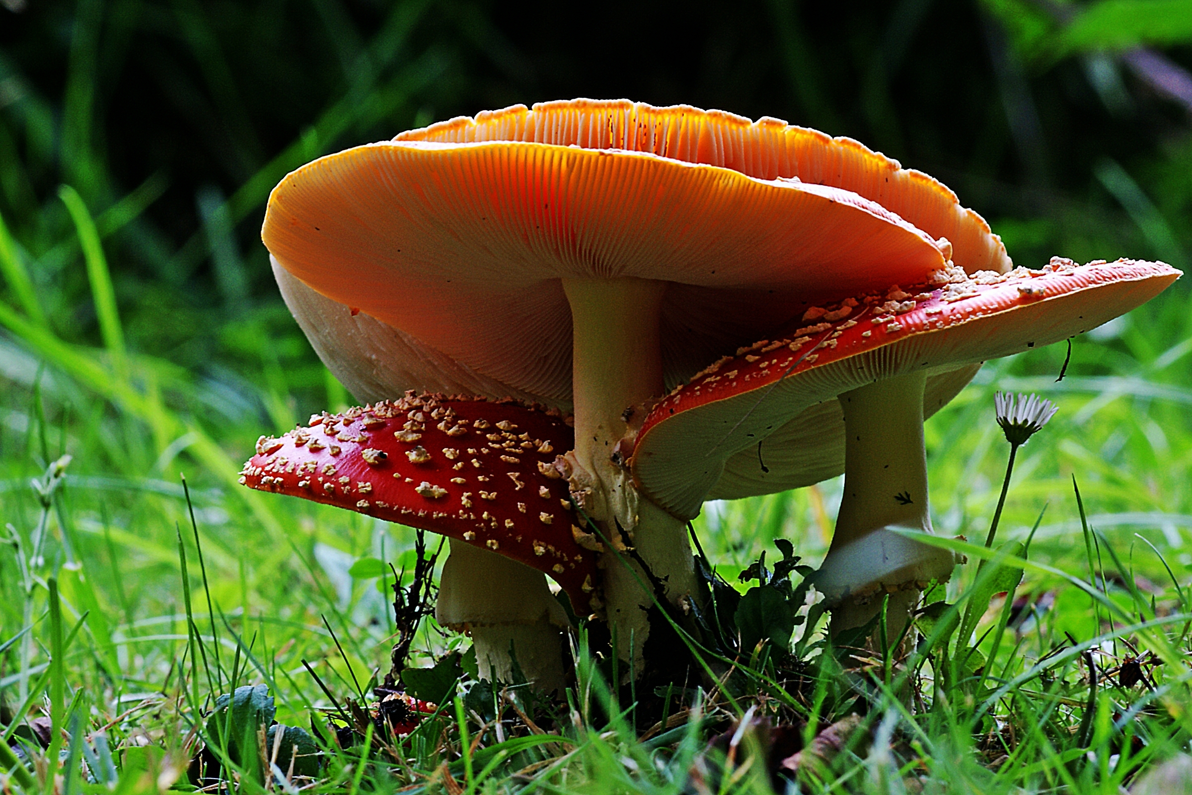 Съедобные грибы красивые фотообои