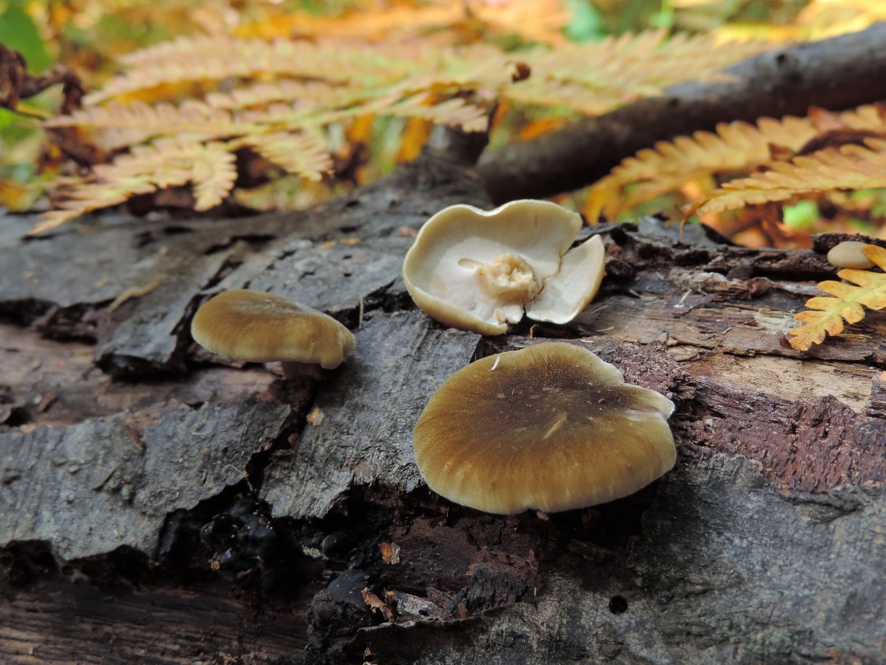 Липовики грибы в Приморском крае