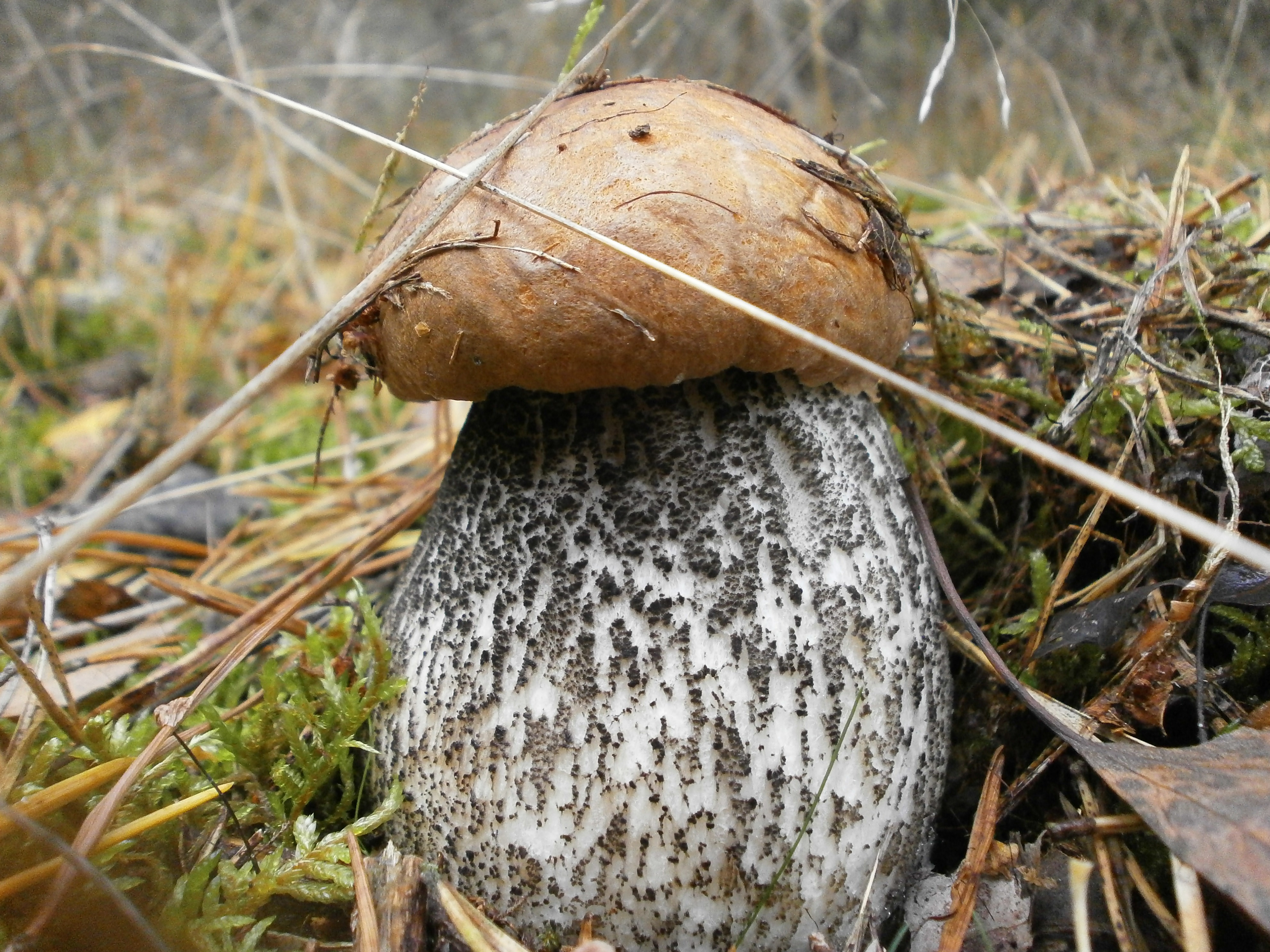 Съедобные грибы в лесу