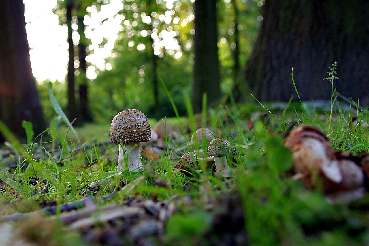 Лес трава грибы