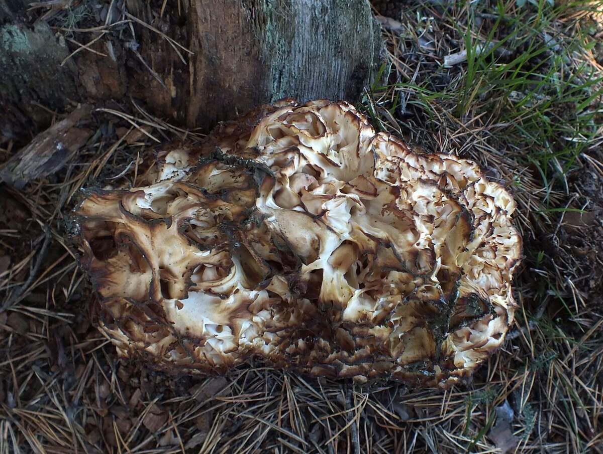 Растет ли гриб-баран под соснами