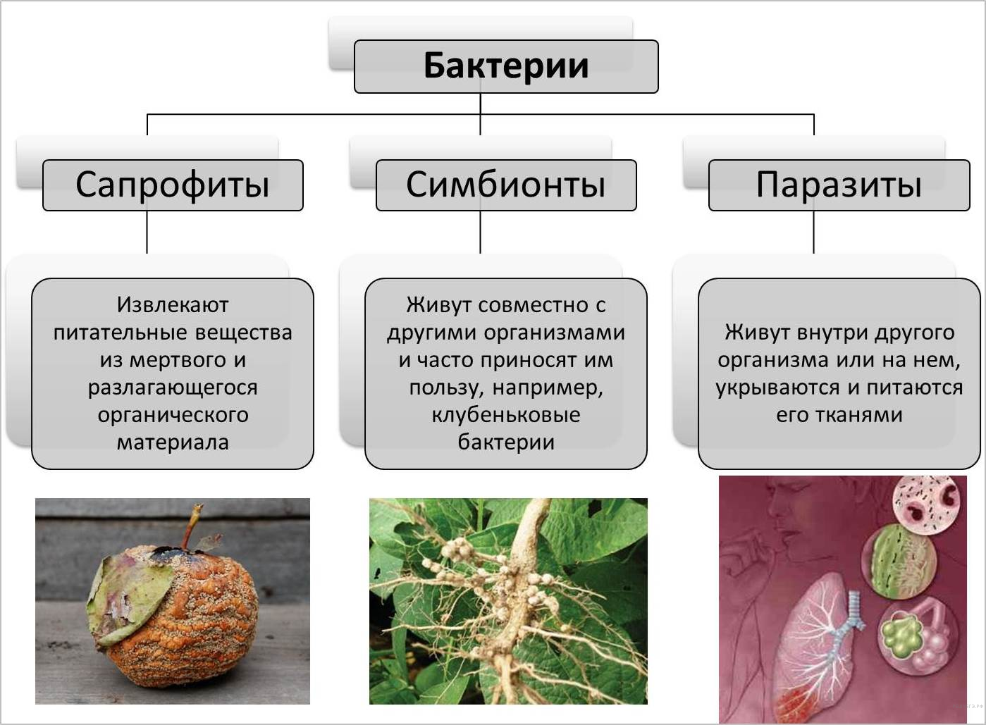 Типы питания паразиты симбионты сапротрофы. Питание грибов сапрофиты и паразиты. Характер питания грибов симбионтов. Питание бактерий сапрофиты и паразиты.