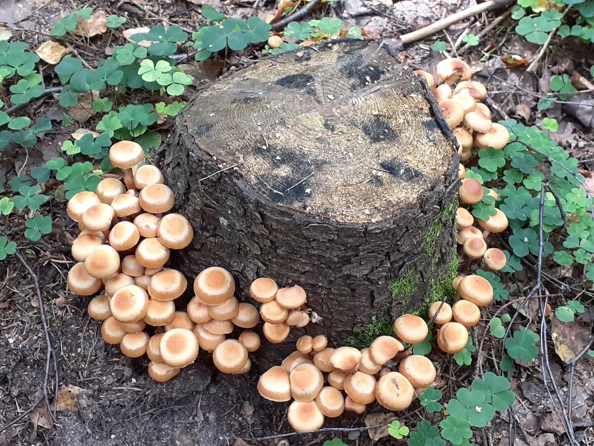Баушата грибы