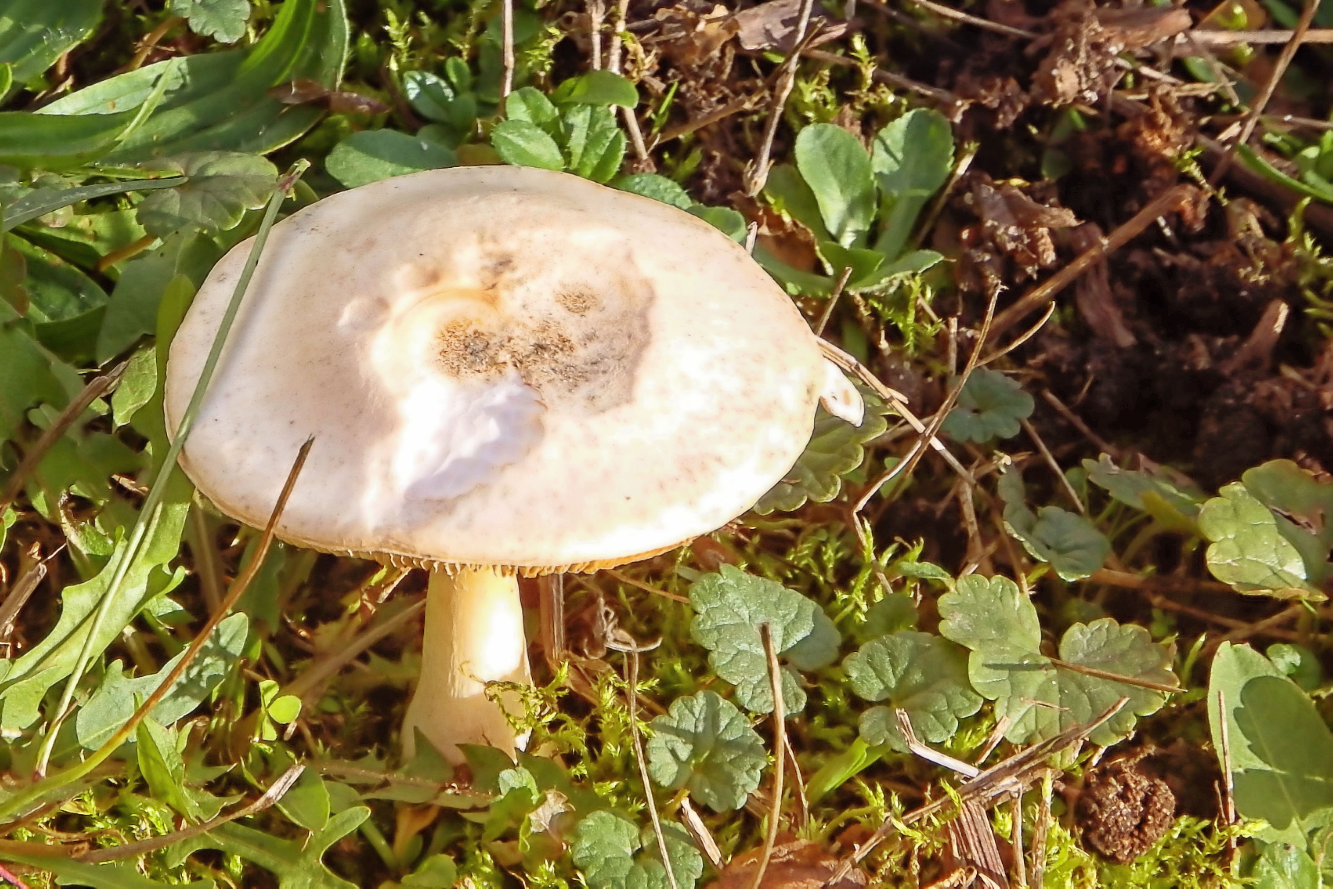 Съедобные грибы на лугу