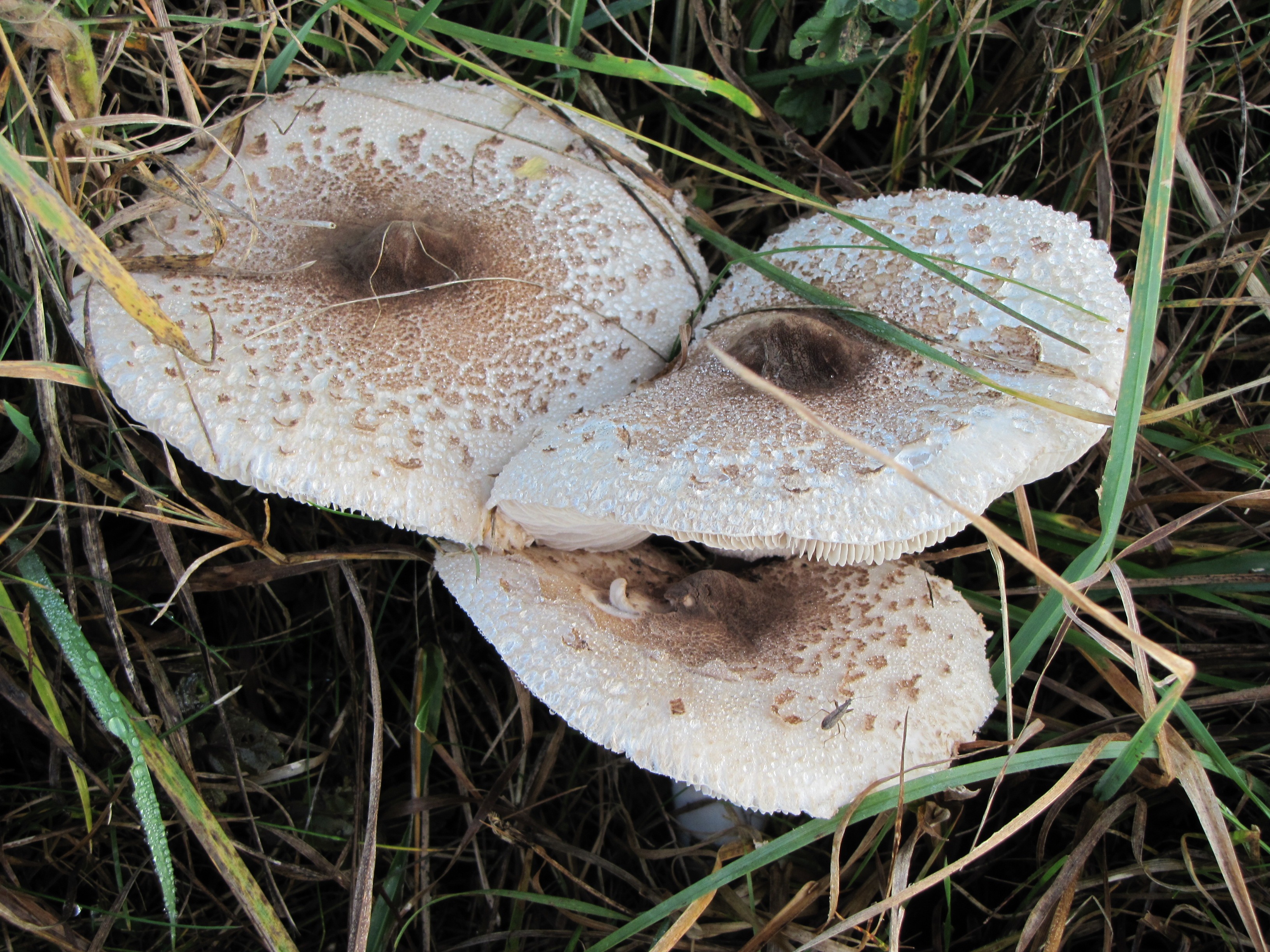 Полевые грибы съедобные