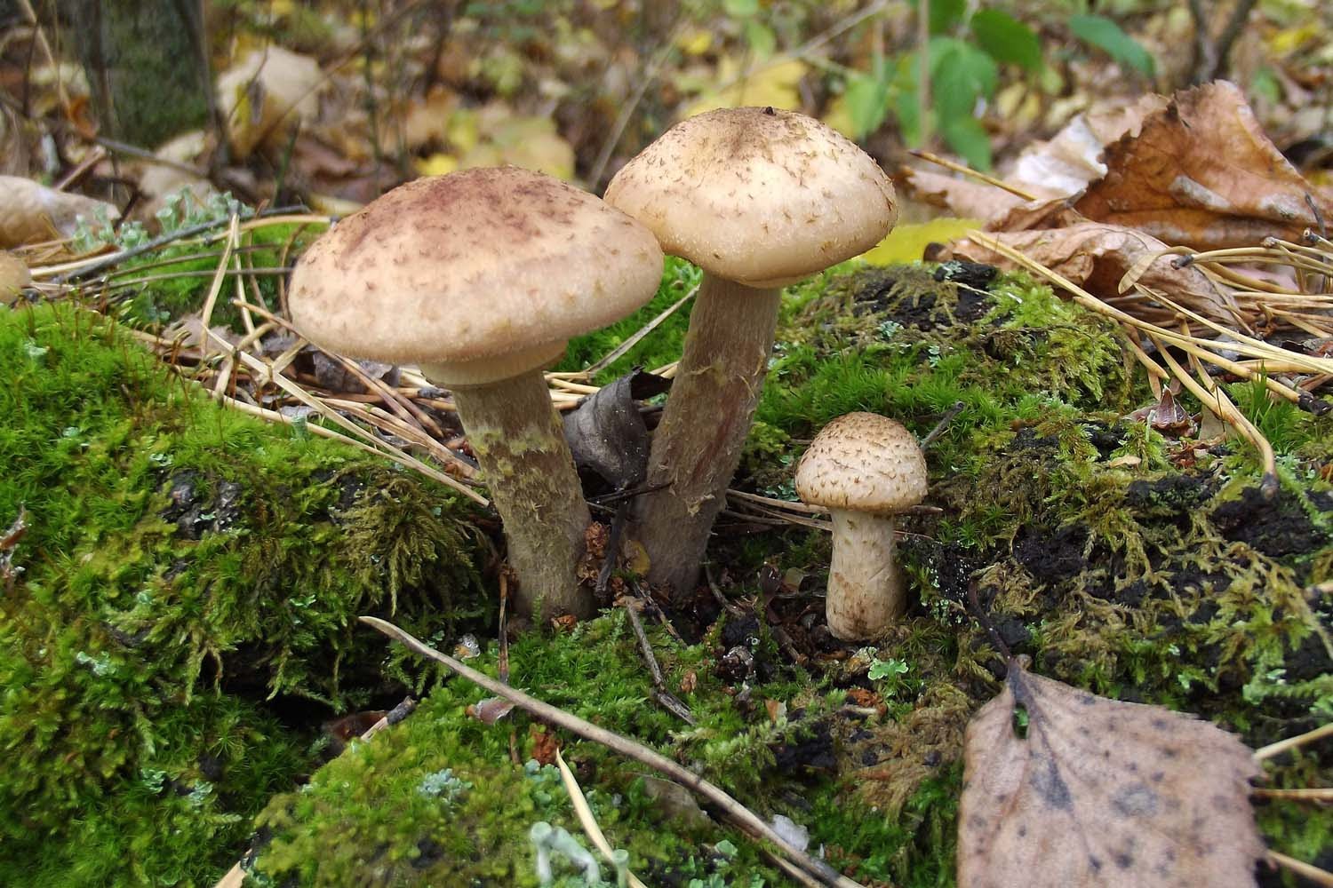 Осенние съедобные грибы средней полосы