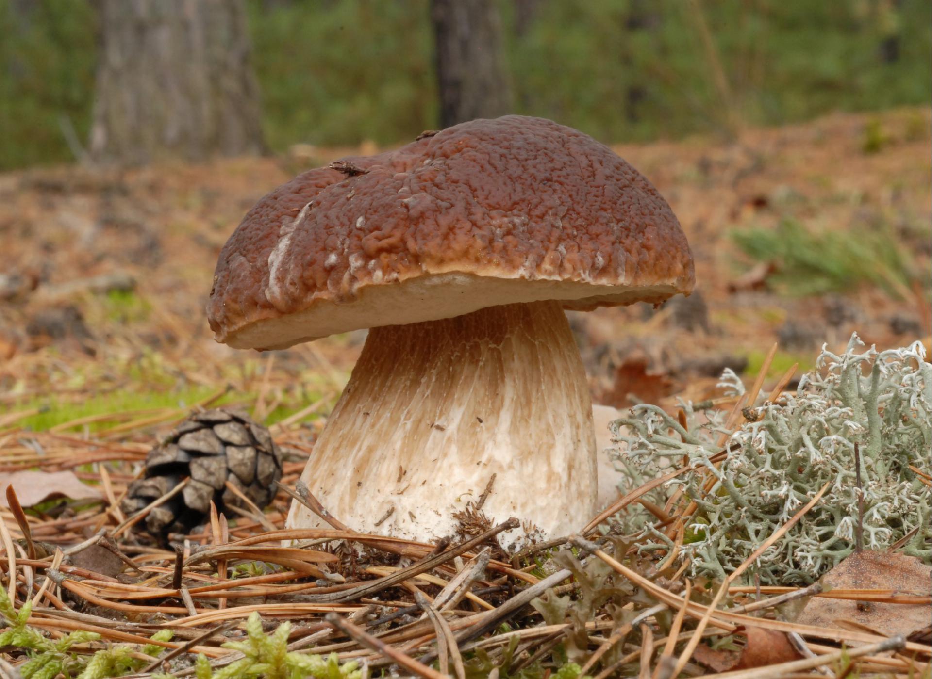 Белый гриб Боровик витамины и минералы