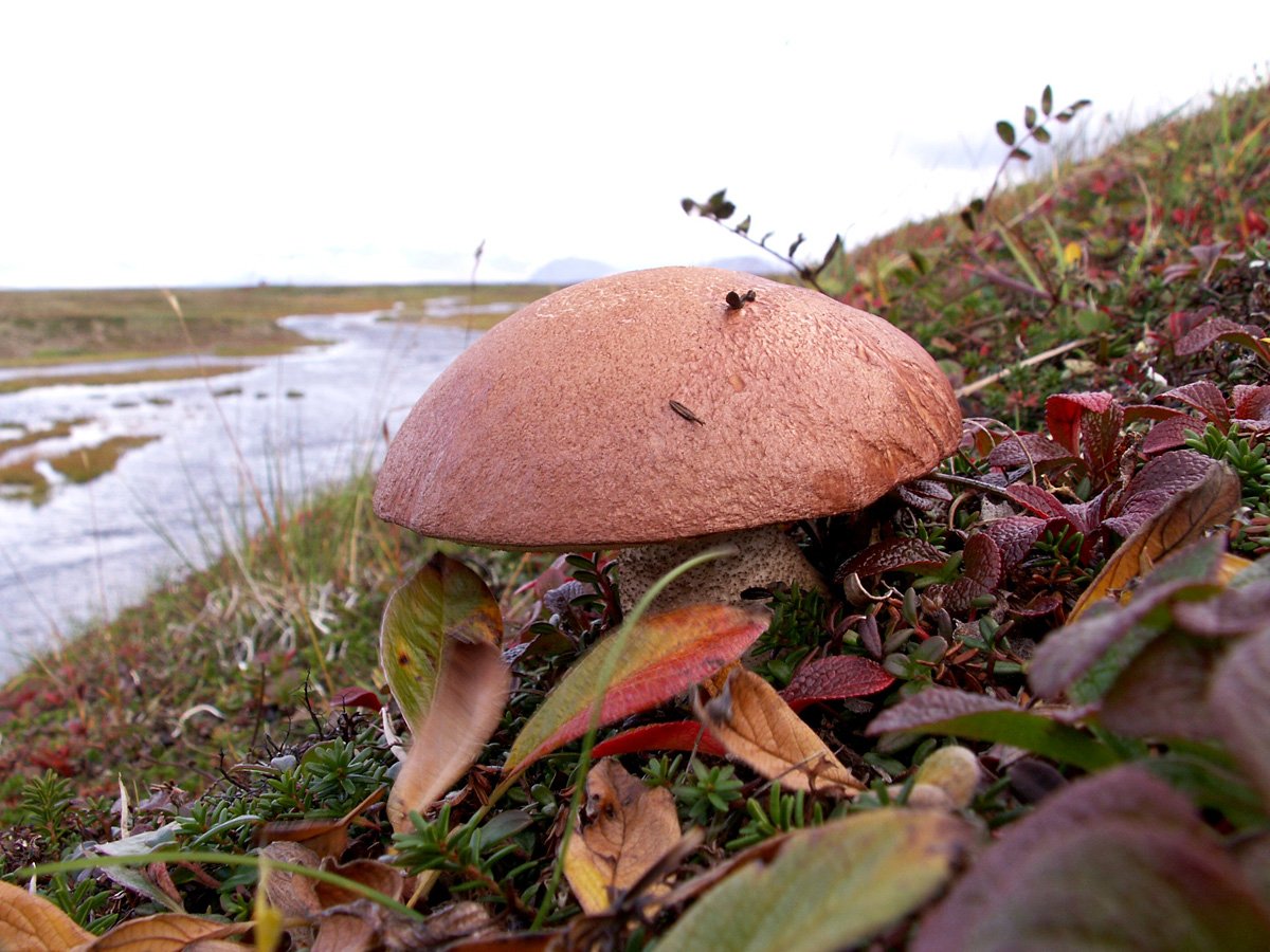 белый гриб на севере фото