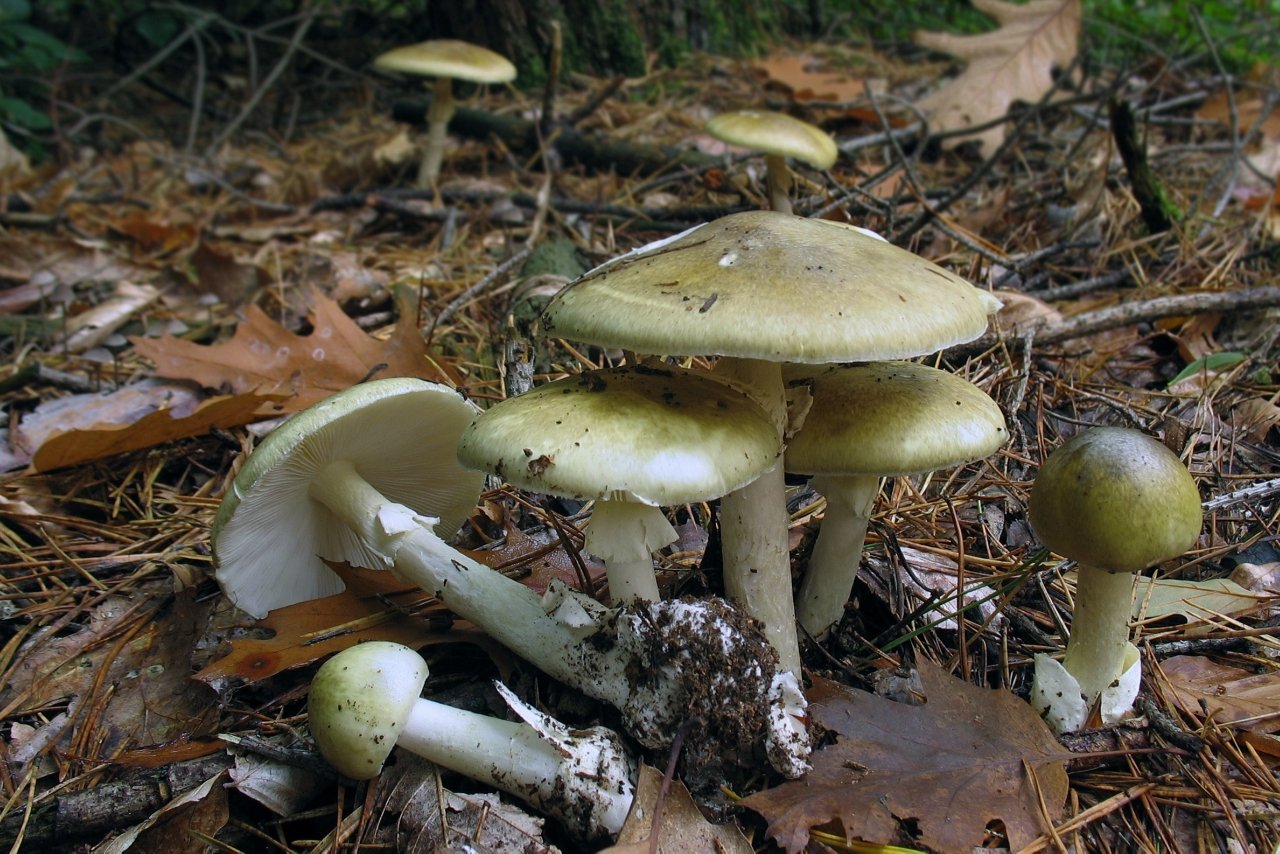 Ядовитые грибы краснодарского. Бледная поганка гриб. Бледная погоганка гриб. Amanita phalloides гриб. Бледная поганка (Amanita phalloides).