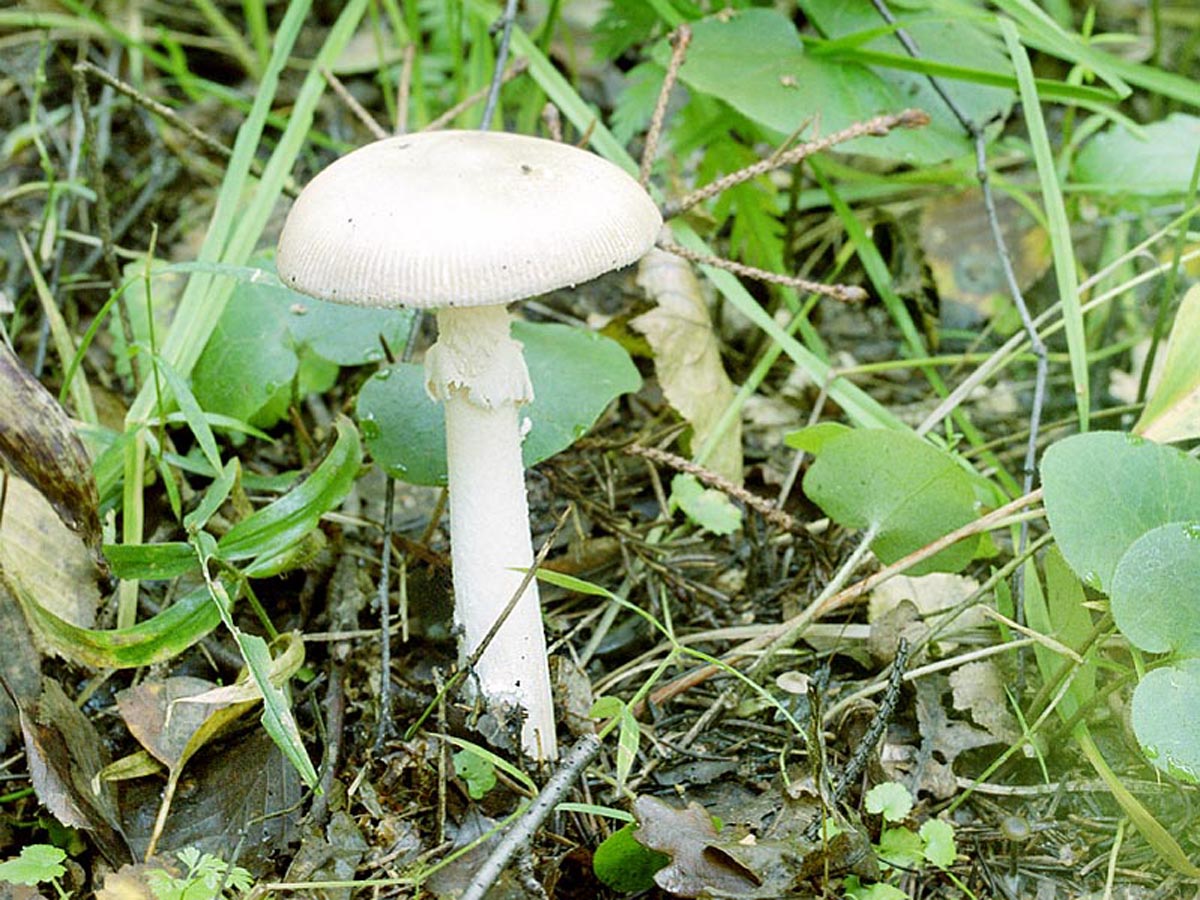 Поганки в лесу. Бледная поганка гриб. Мухомор белый (Amanita Verna). Мухомор весенний (Amanita Verna). Бледная поганка белая.