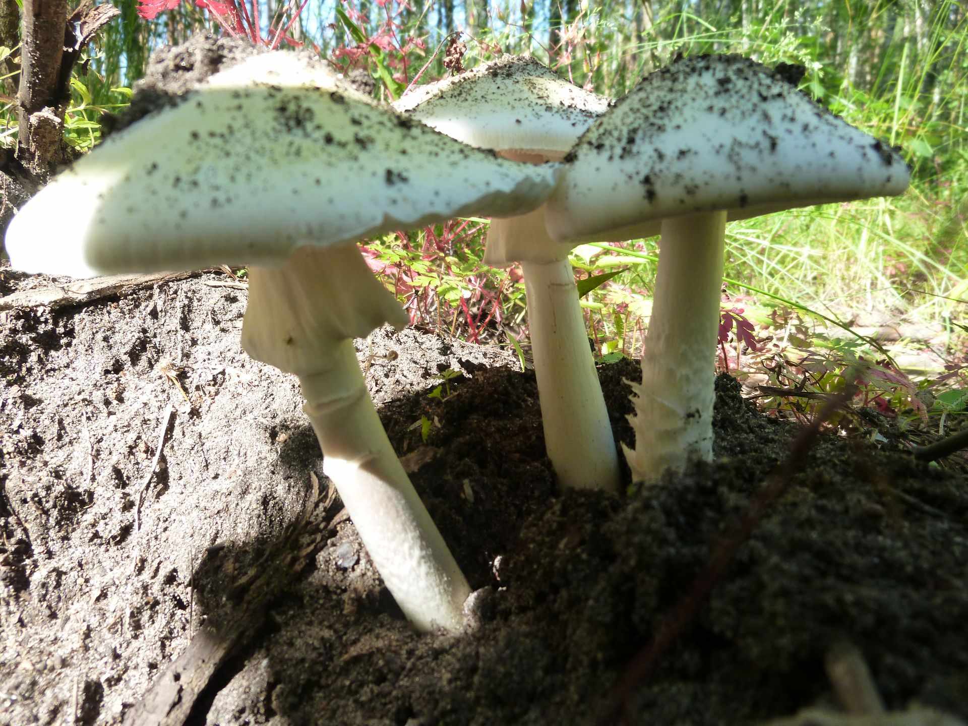 Бледная поганка относится к грибам. Бледная поганка гриб. Белая поганка гриб. Бледная поганка (Amanita phalloides). Бледная погоганка гриб.