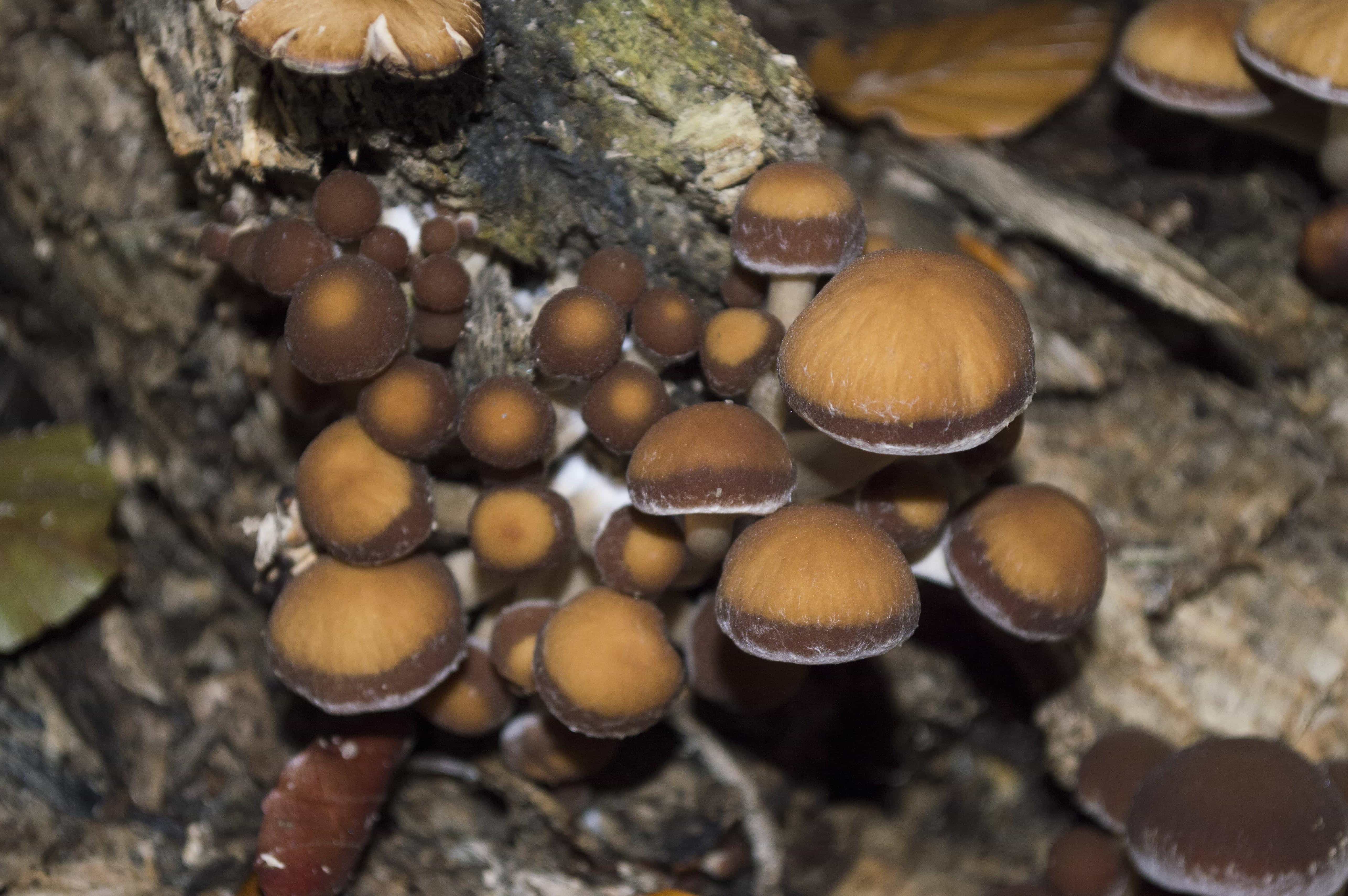 Спора грибов 7. Psathyrella piluliformis. Грибы на деревьях. Почвенные грибы. Грибы под деревом.