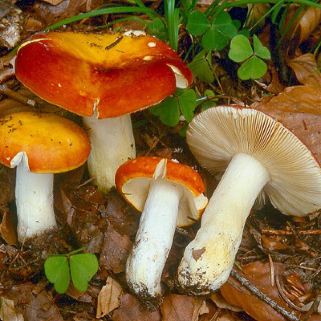 Ложные грибы брусята