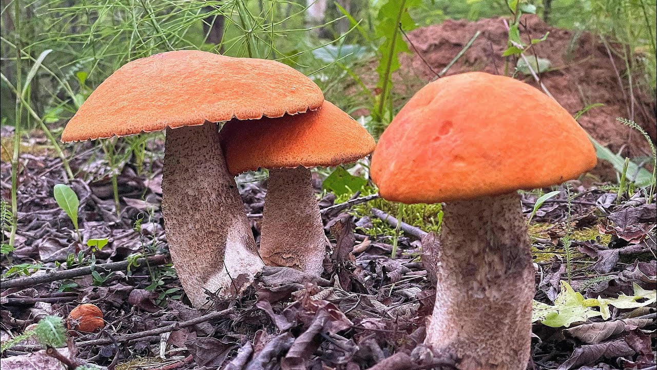Каракан грибы 2022