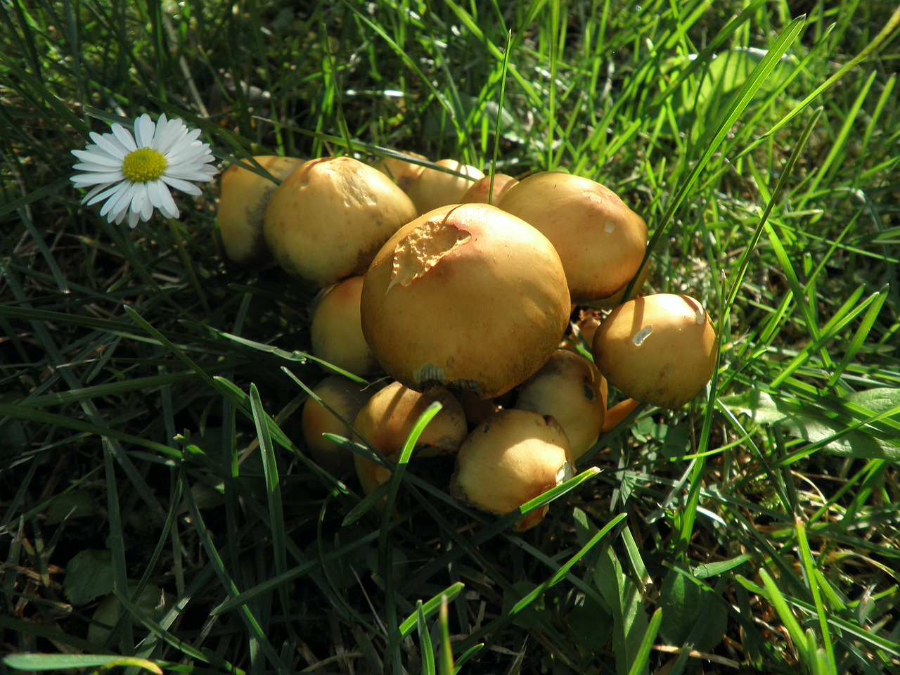 Осенние луговые грибы