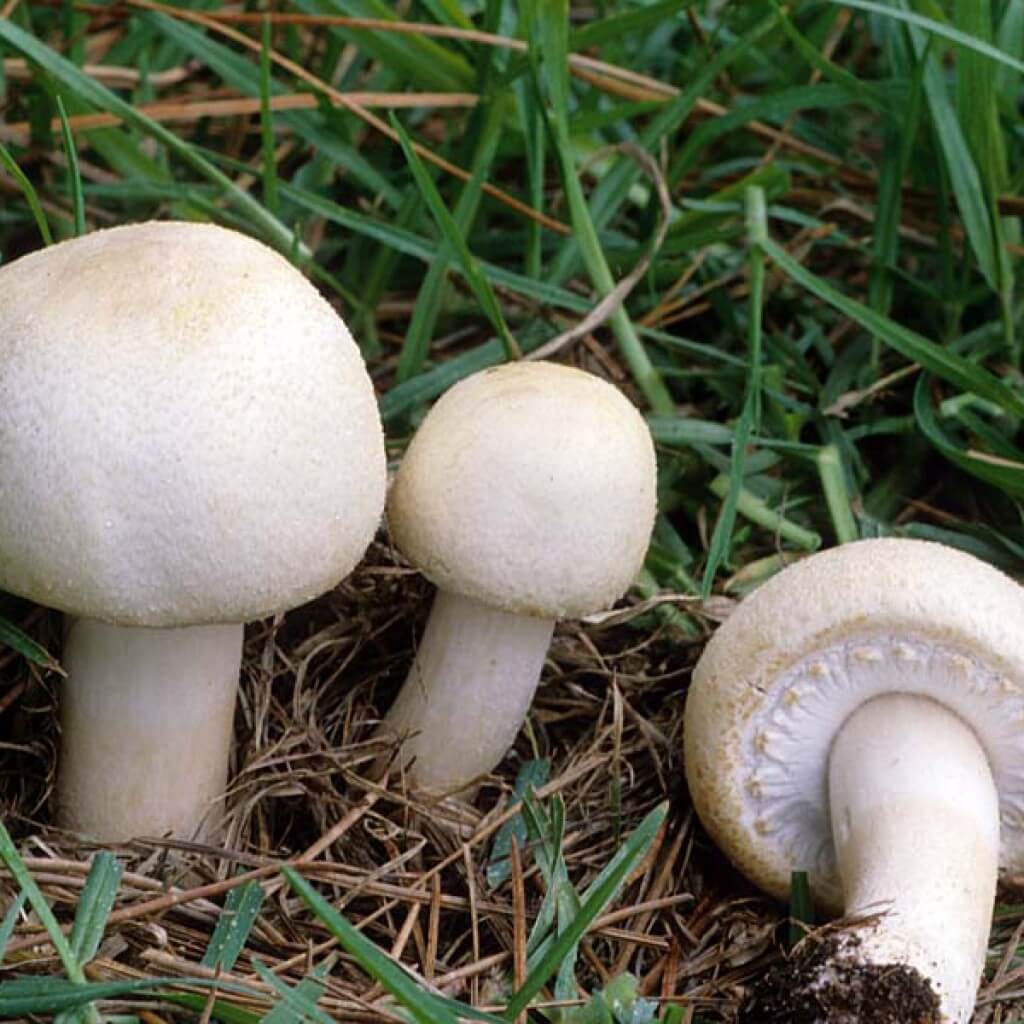 солдатики грибы фото съедобные