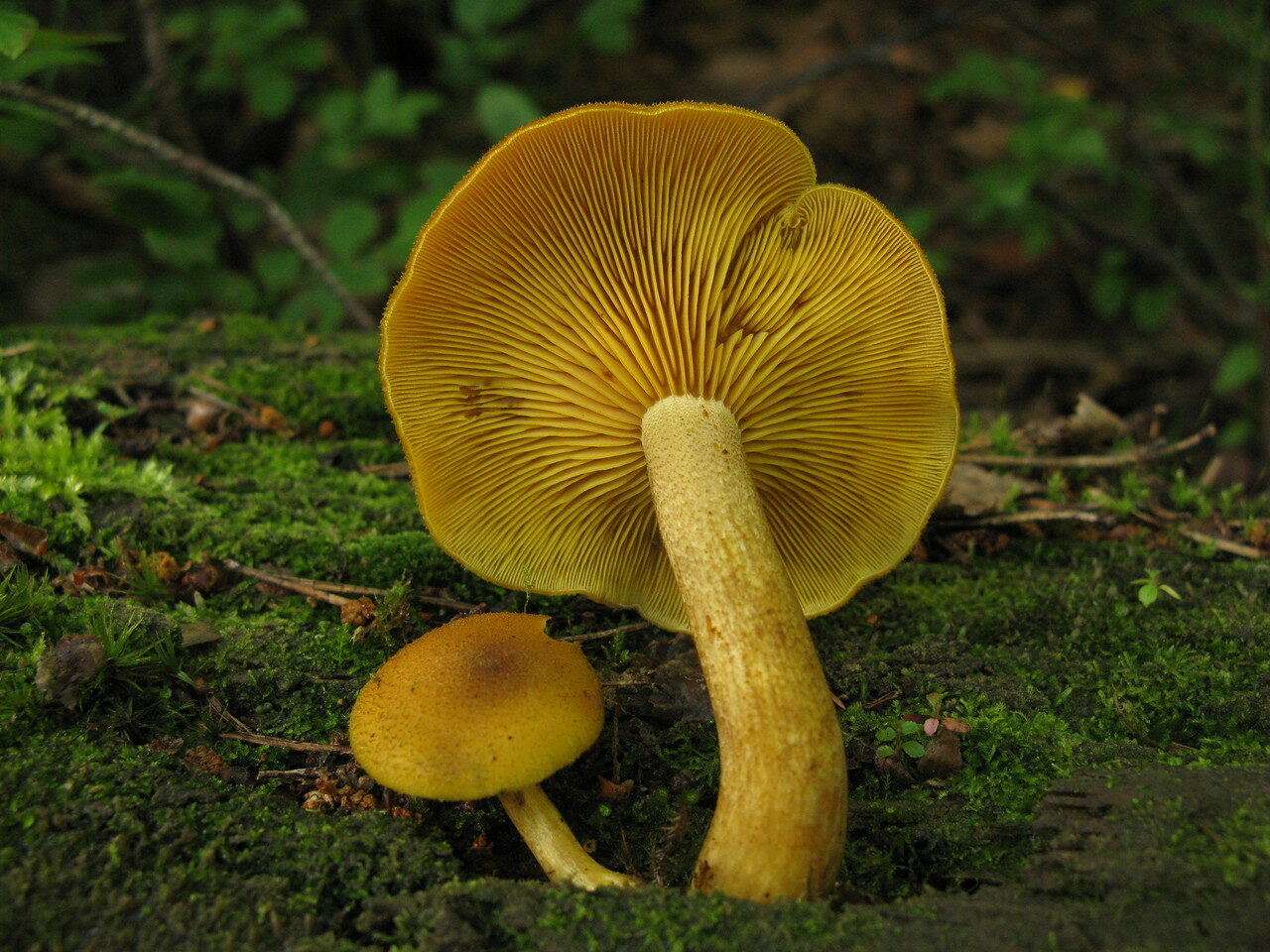 Желтый гриб пластинчатый гриб?