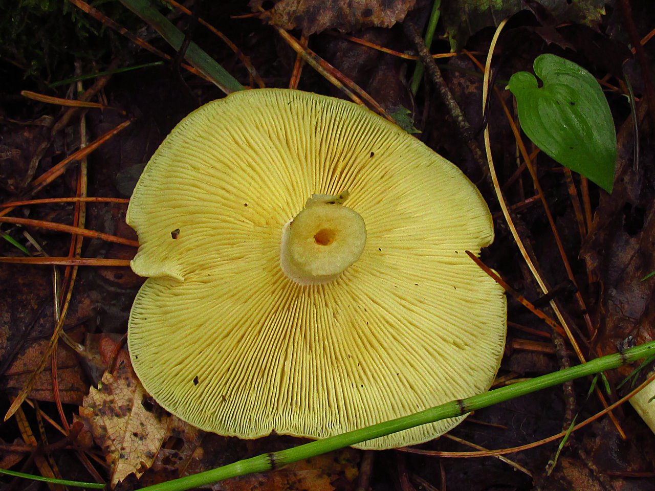 Желтые пластинчатые грибы