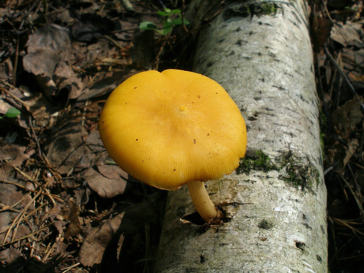 Желтый пластинчатый гриб с толстой ножкой