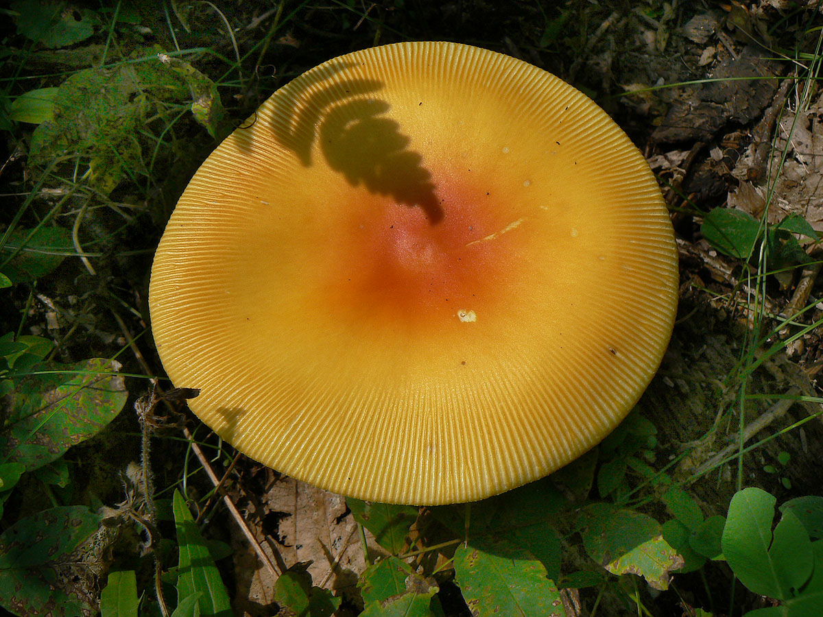 Большие пластинчатые грибы. Пластинчатые грибы Приморского края. Желтые пластинчатые грибы. Желтые пластинчатые грибы съедобные. Подорешник Сахалинский гриб.