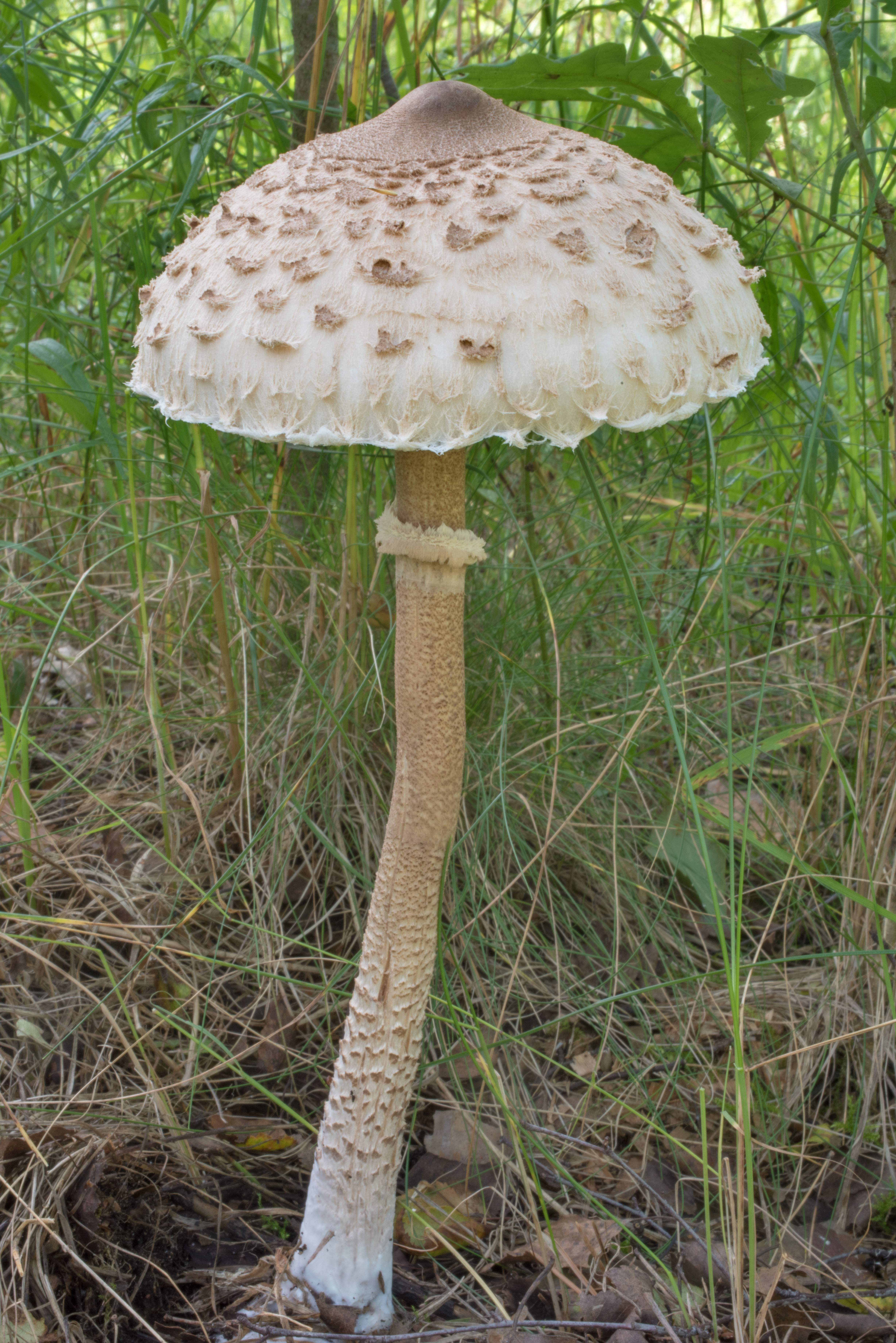 гриб зонтик пестрый съедобный или нет фото