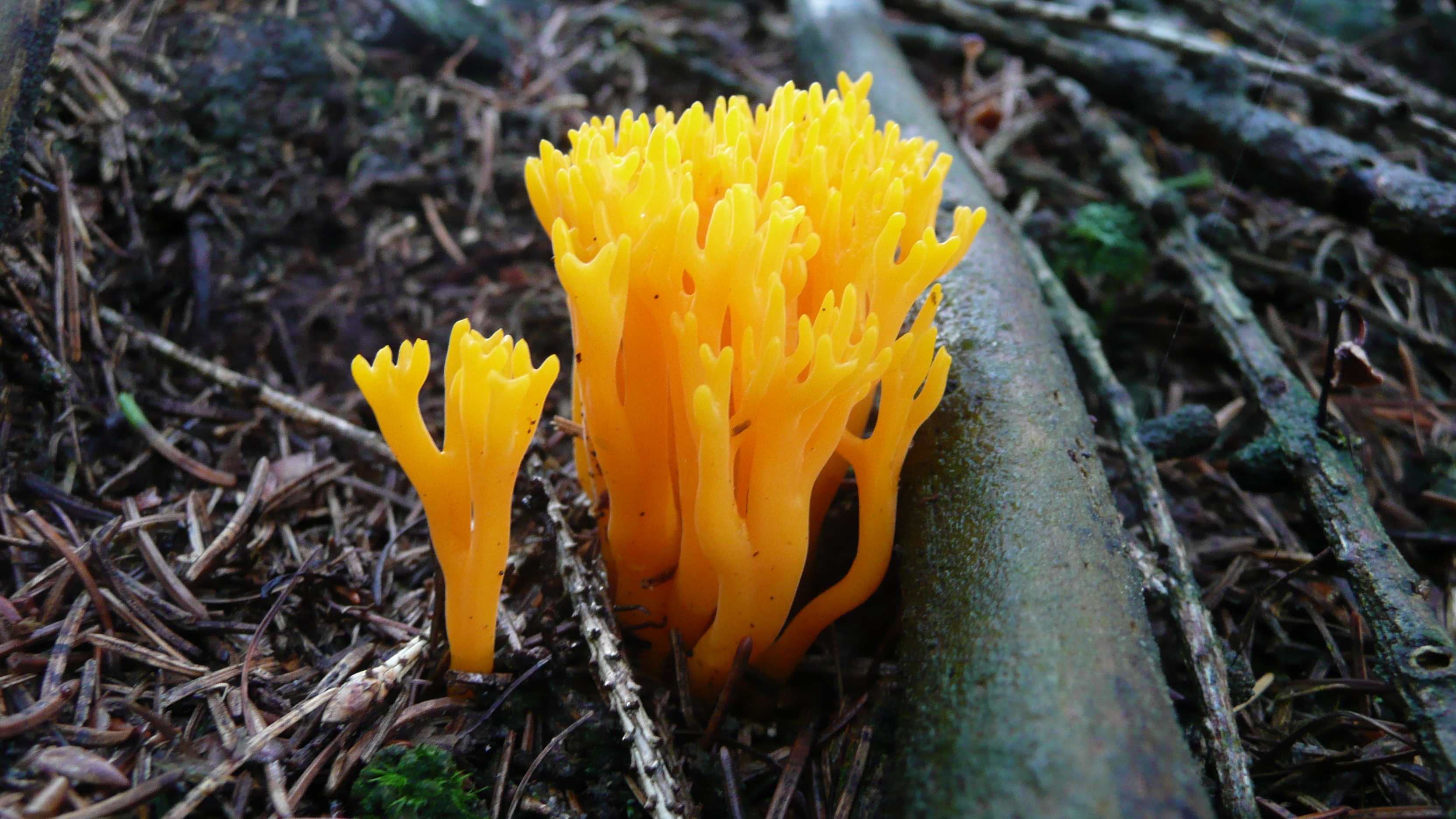 Желтый гриб Фунгус