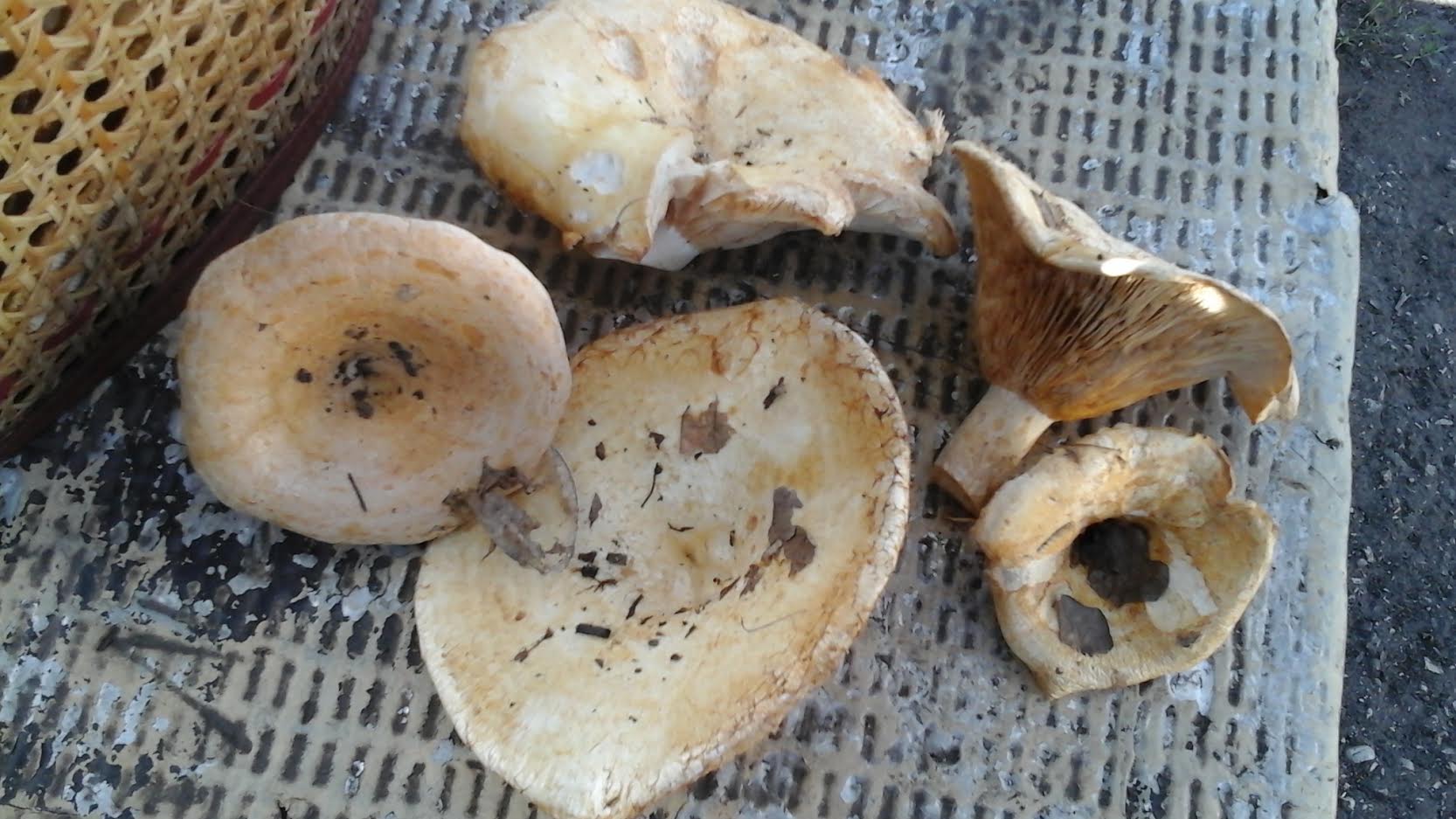 грибы грузди и подгруздки фото