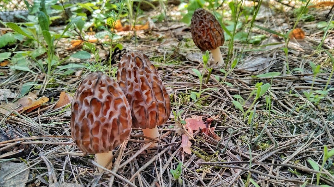 фото и название грибов весенних