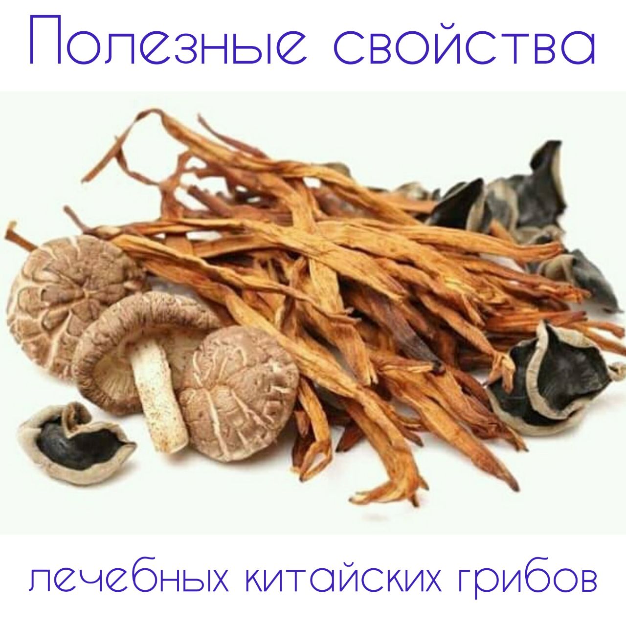Древесные грибы шиитаке