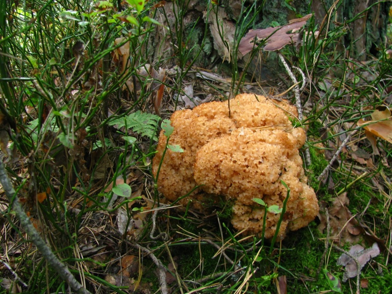 Спарассис курчавый съедобные грибы
