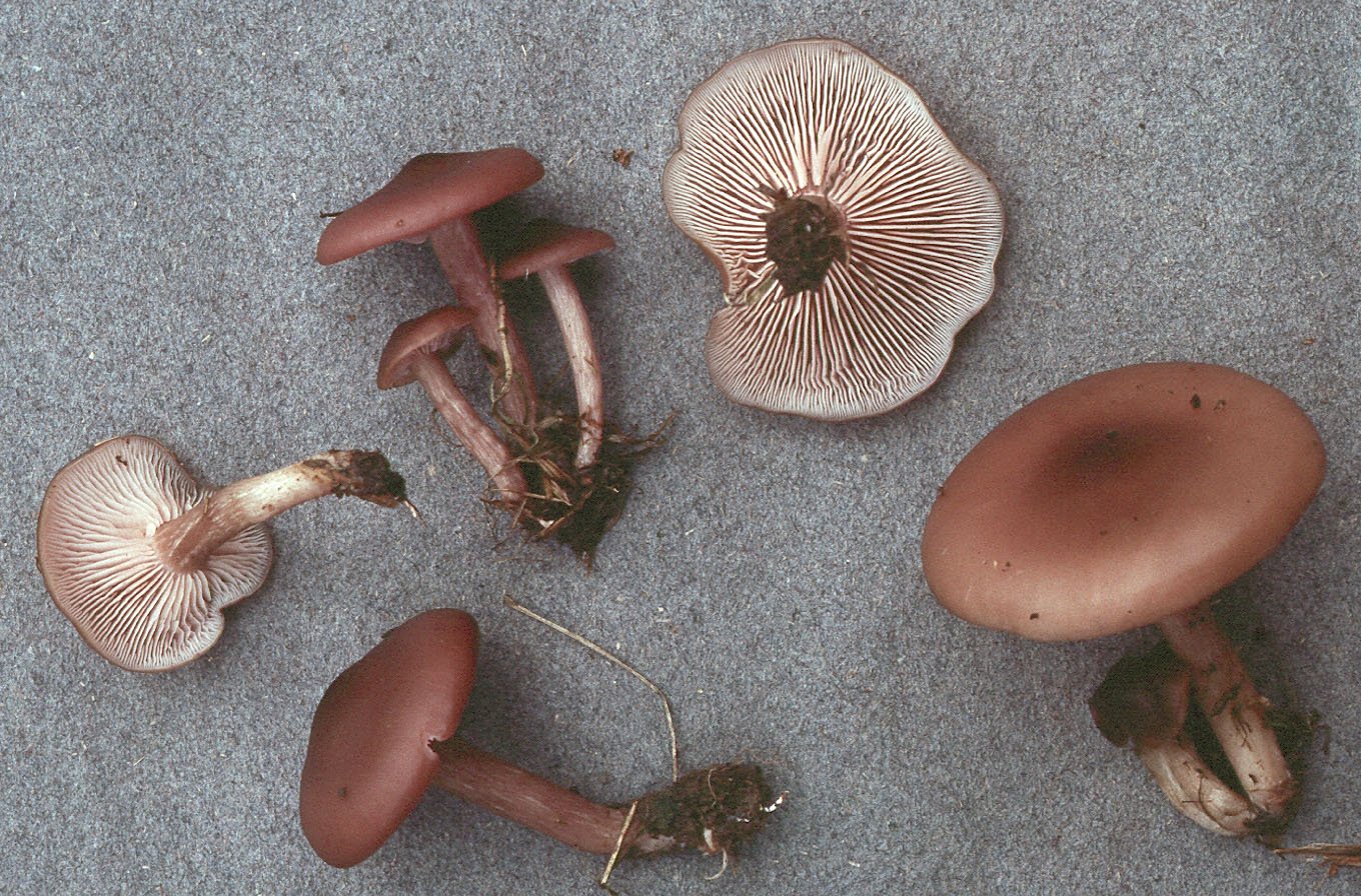 фото грибов куры