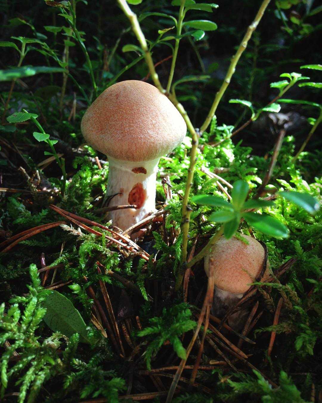 курочки и гусочки грибы фото