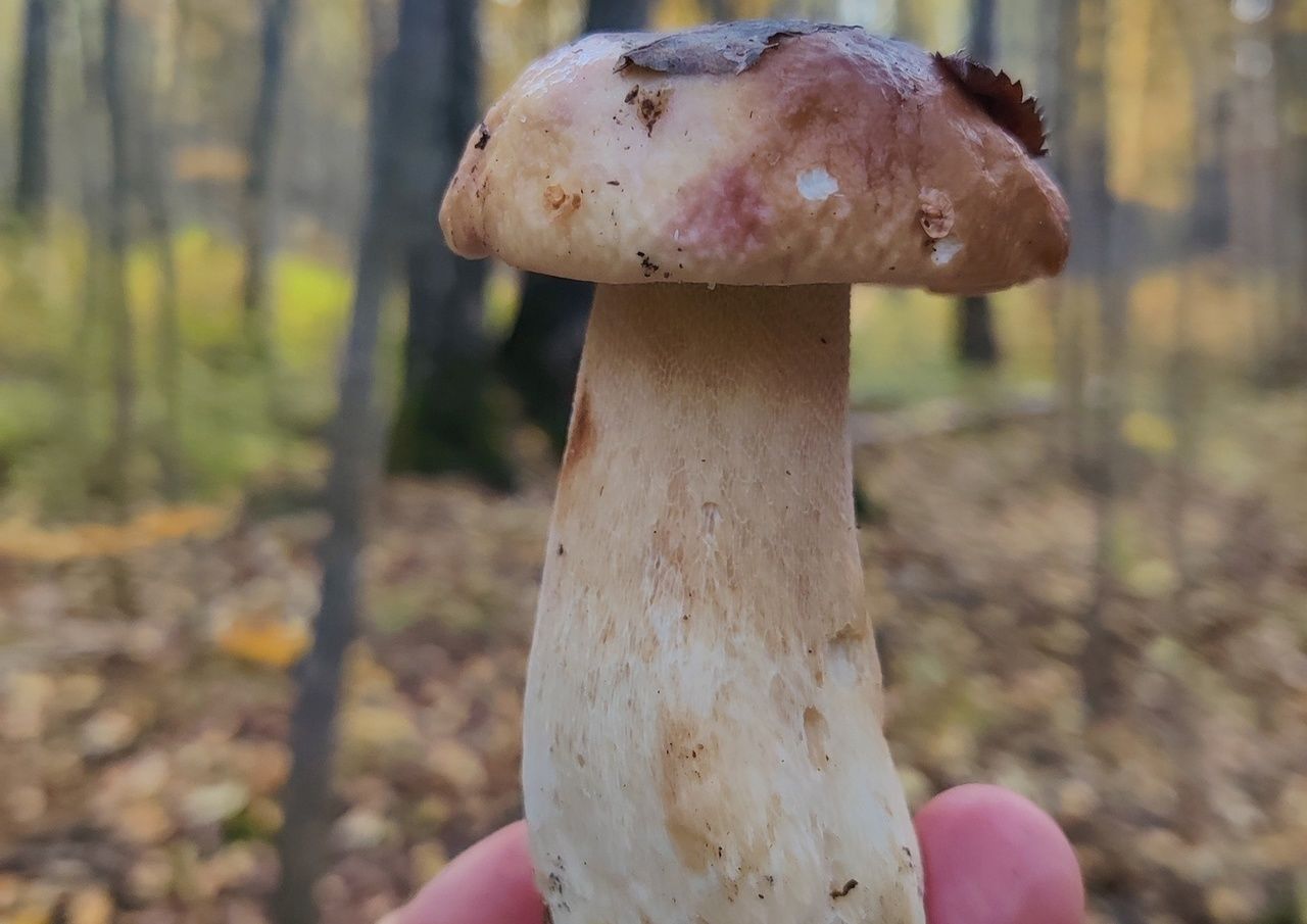 Белый гриб с куполом