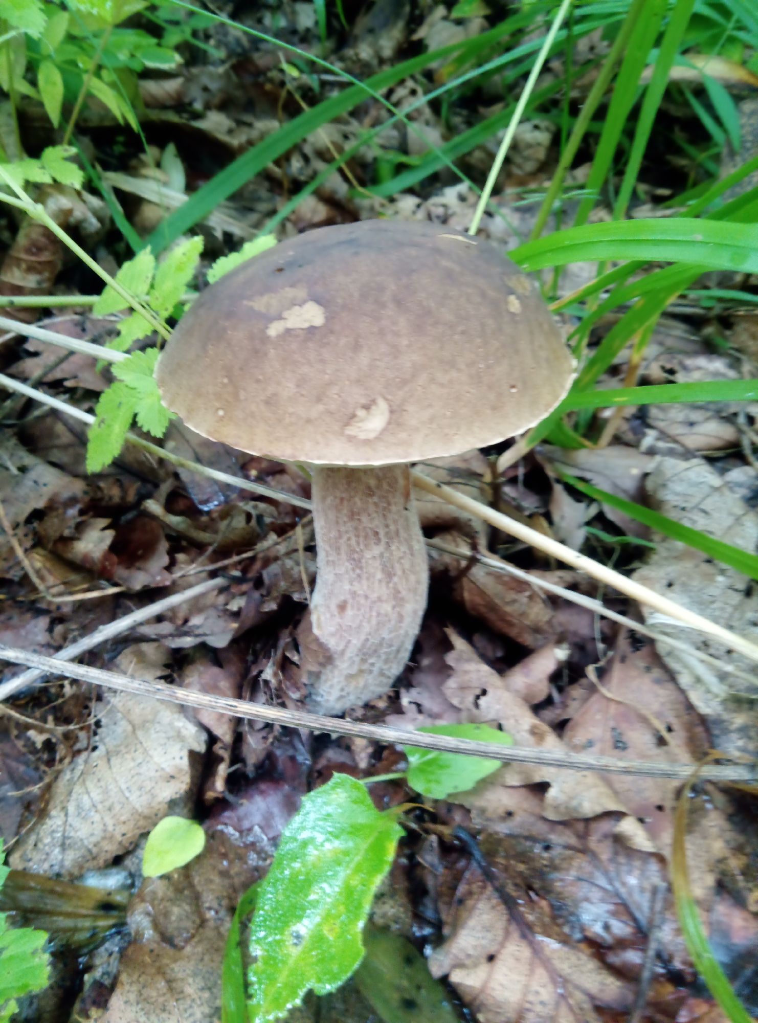 Съедобные грибы Приморья