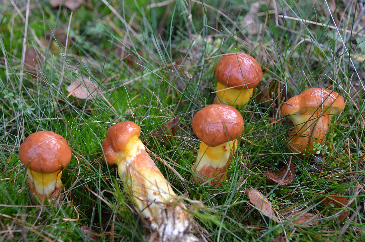 Осенние грибы маслята. Suillus grevillei. Пластинчатый масленок гриб. Маслёнок лиственничный. Королевский масленок.