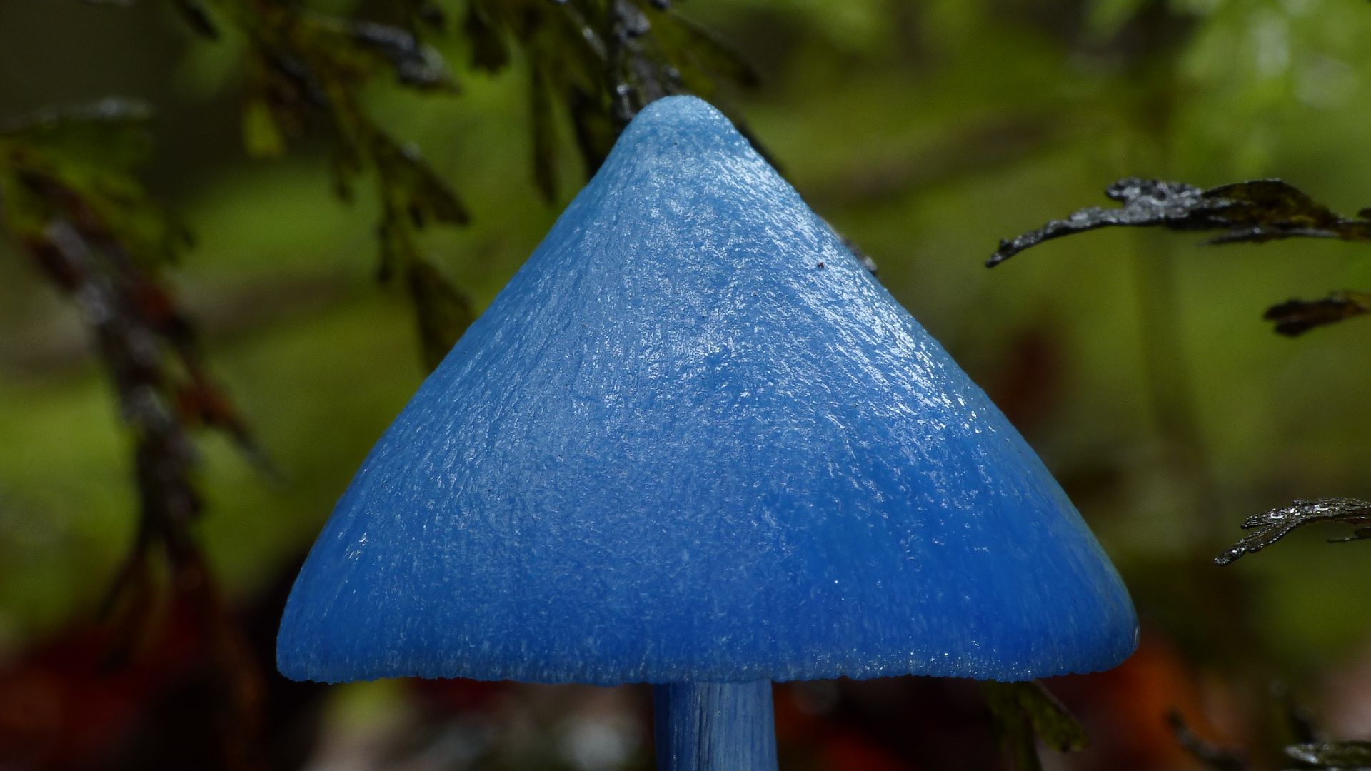Поганка гриб голубая