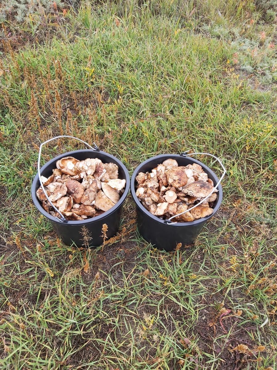 Сбор грибов в Пензенской области