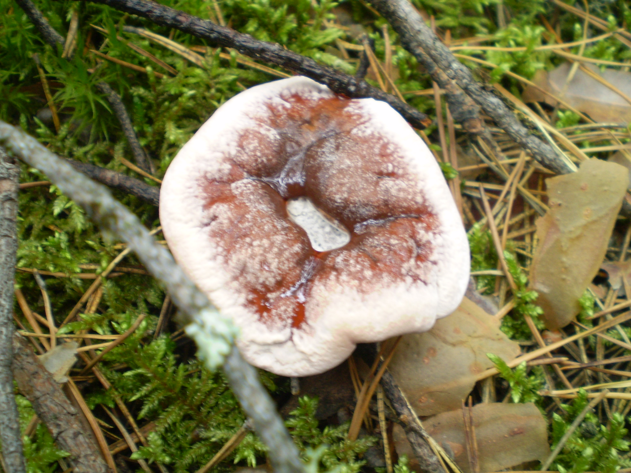 Съедобные грибы Таймыра