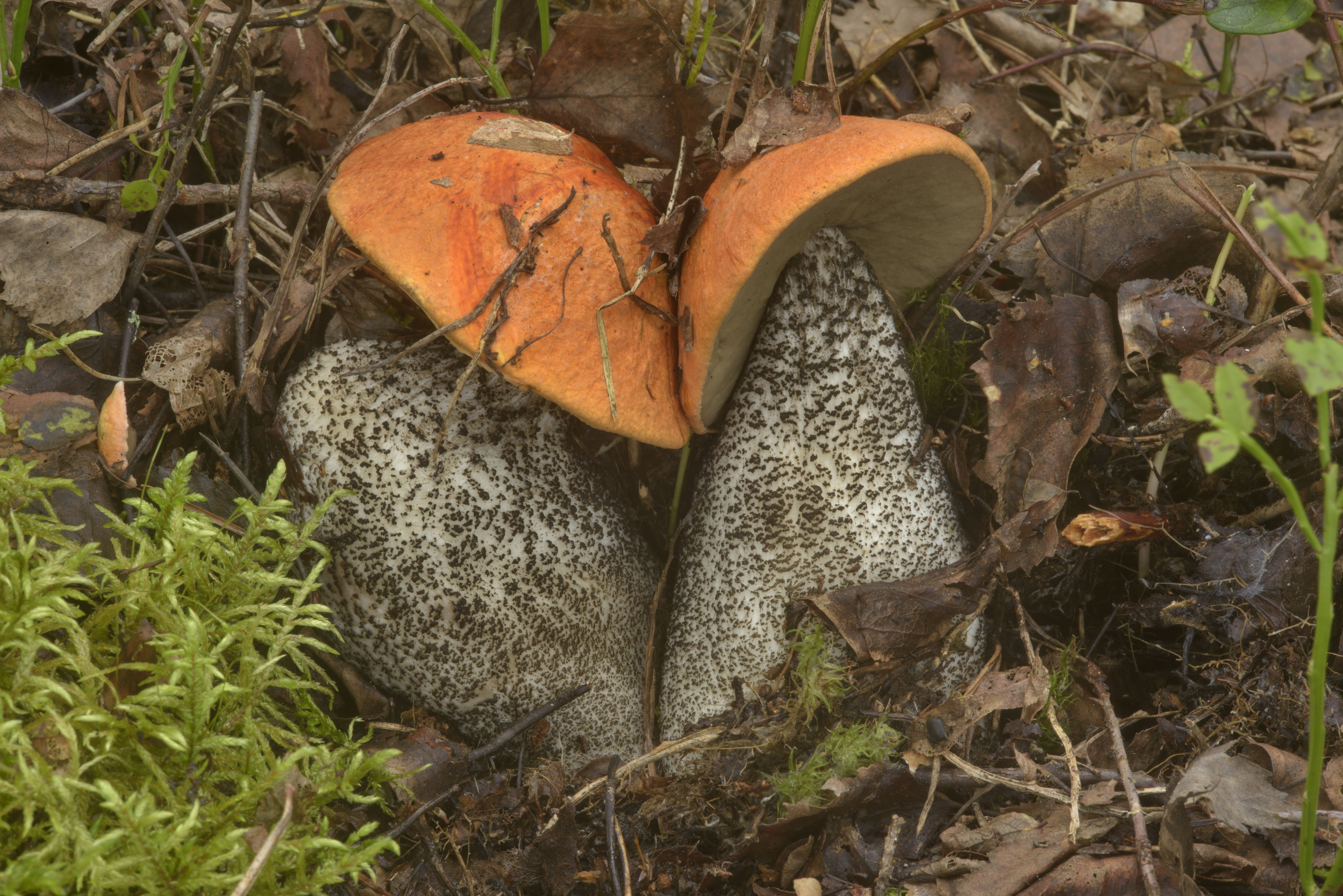 Серый гриб подосиновик