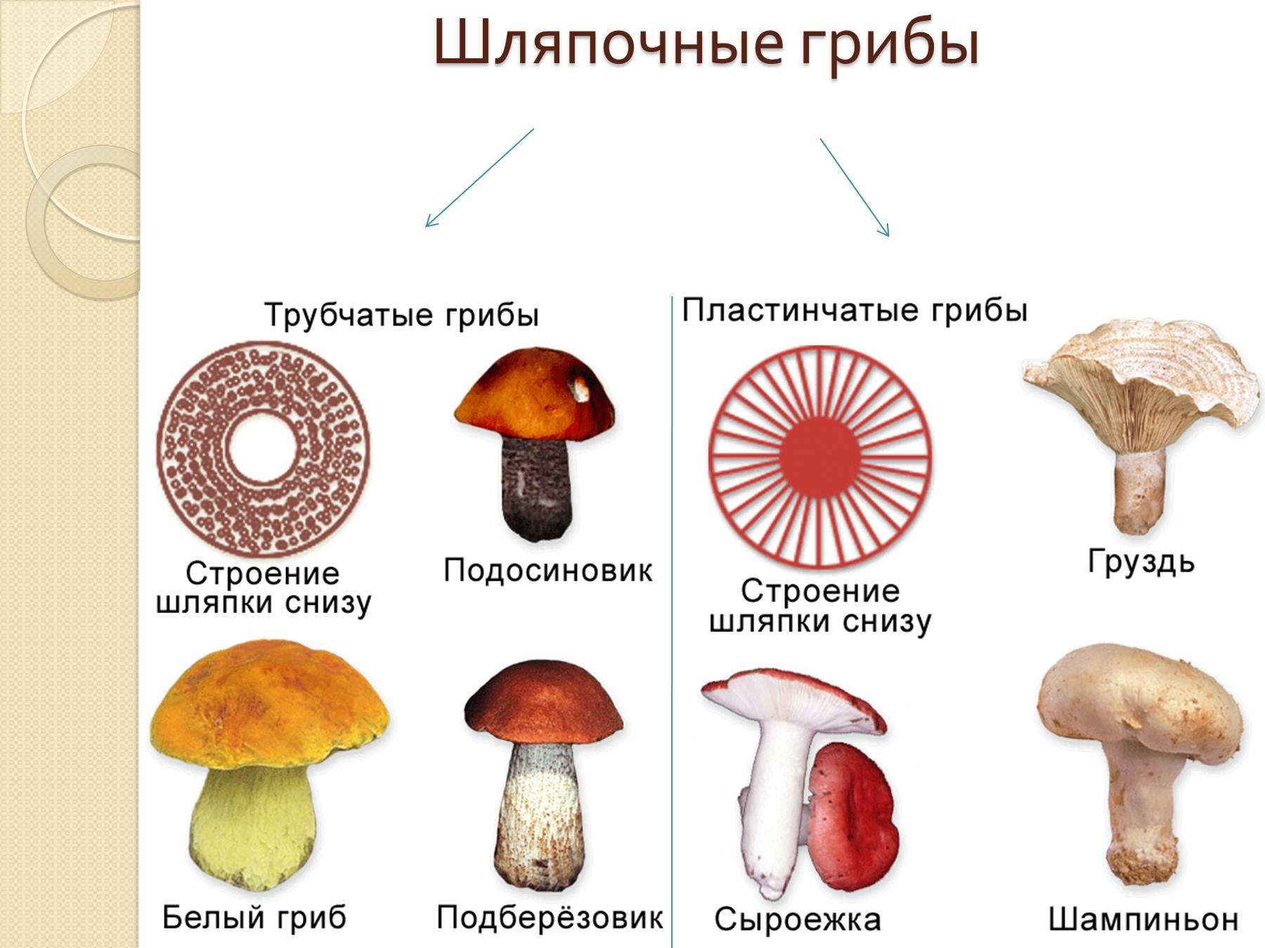 Несъедобные Шляпочные грибы