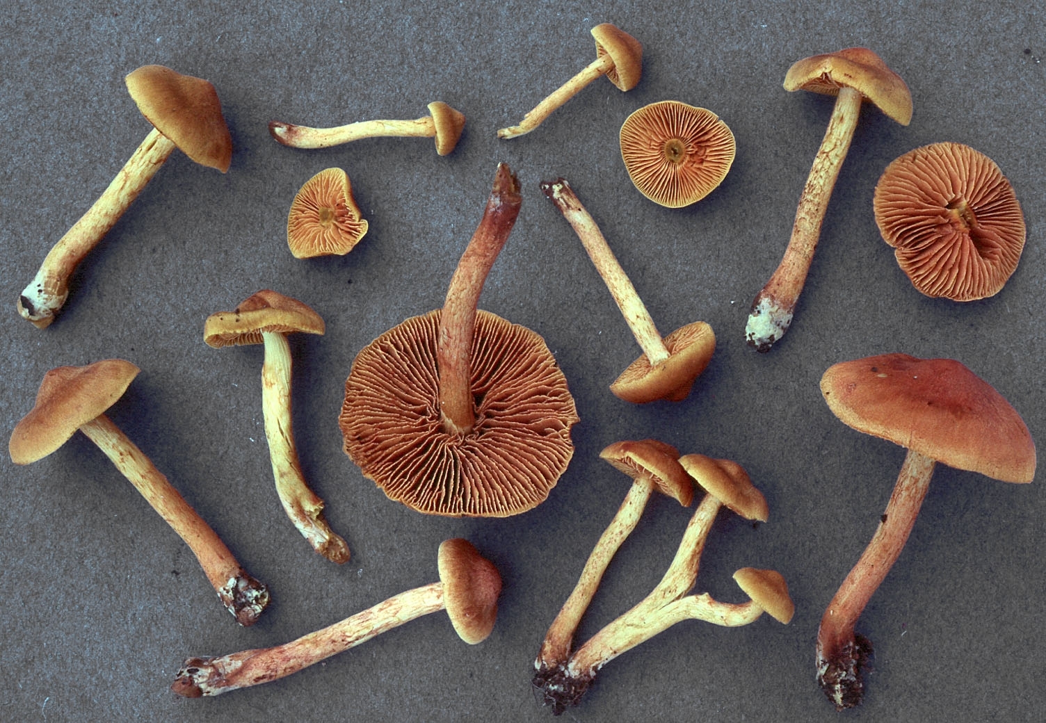 Трубчатые и пластинчатые грибы