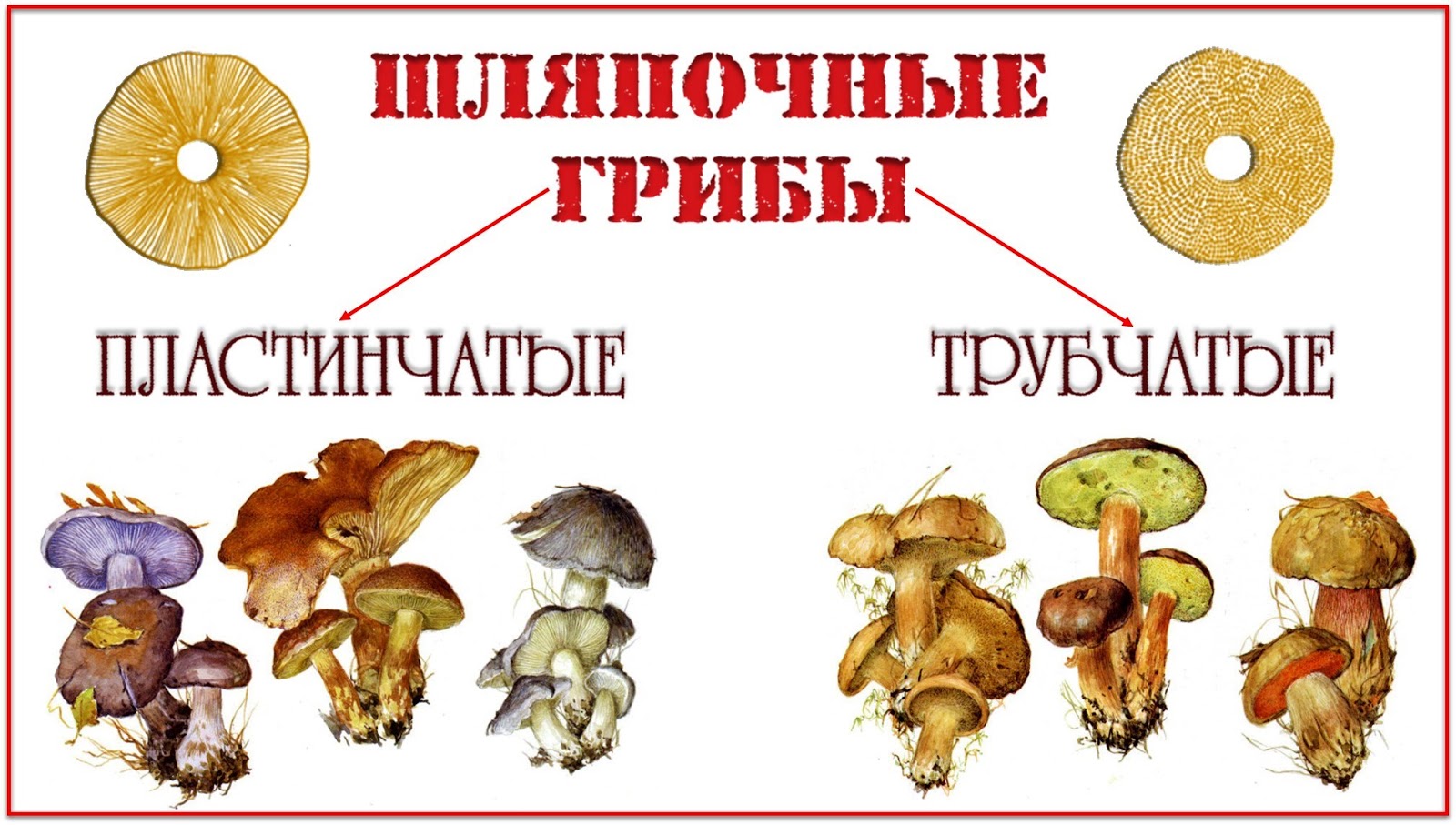 Шляпочные грибы трубчатые и пластинчатые схема