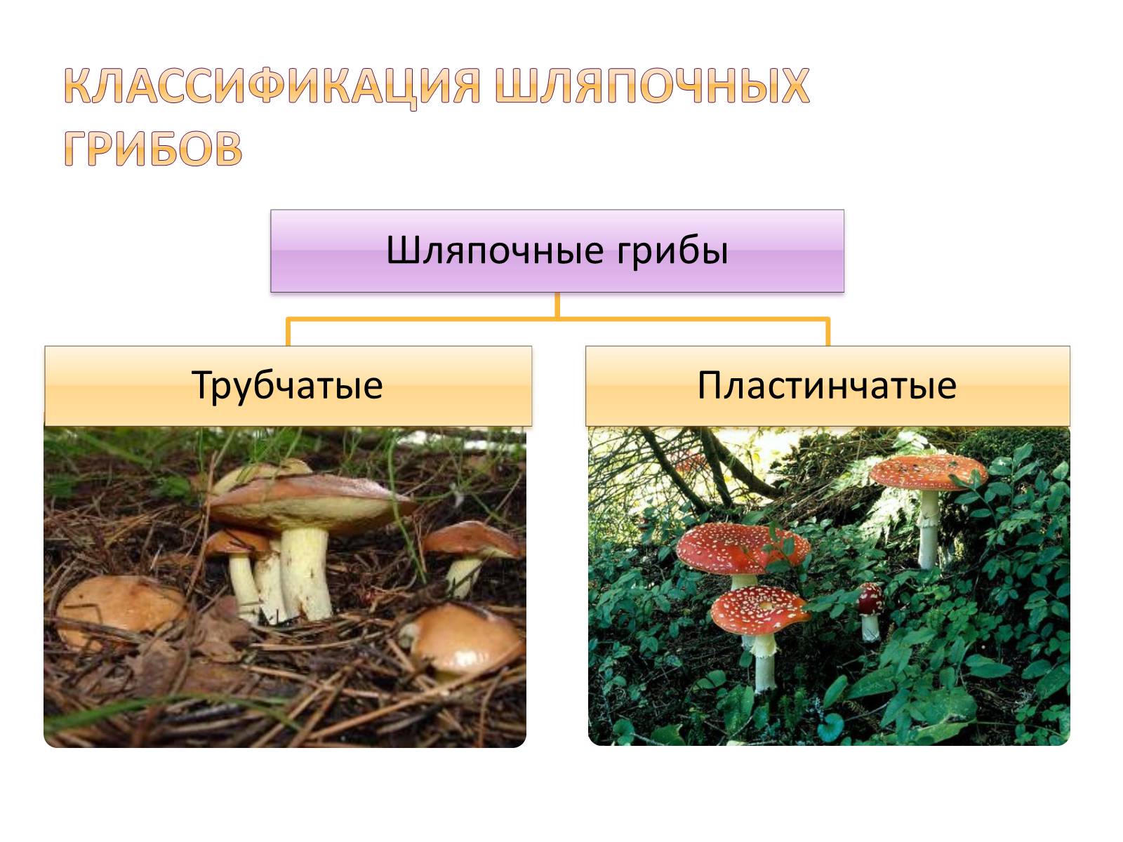 Шляпочные грибы классификация