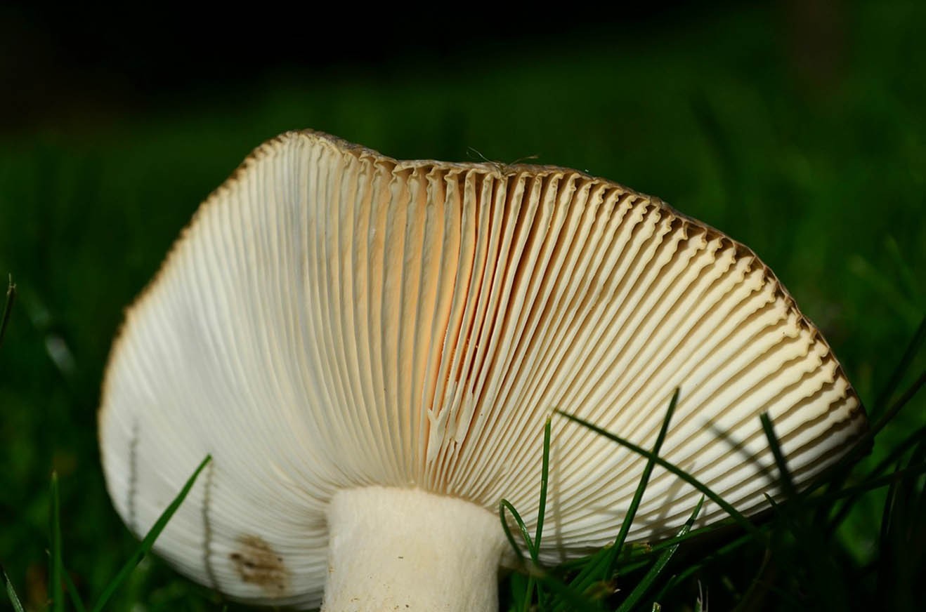 Пластинчатый гриб фото
